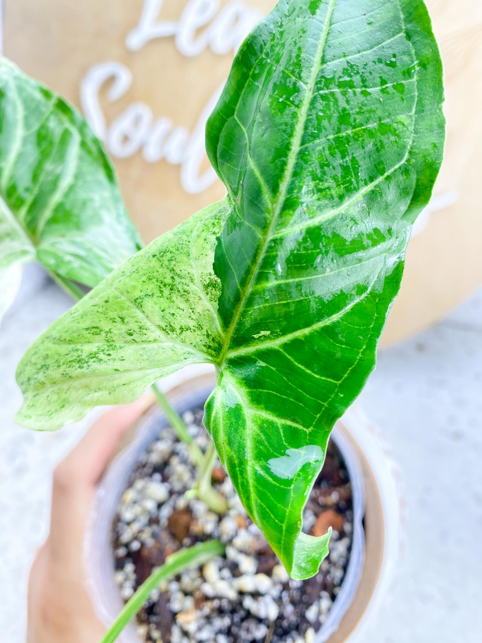 Syngonium Batik Variegated 2 Leaves  3 Nodes  1 Sprout