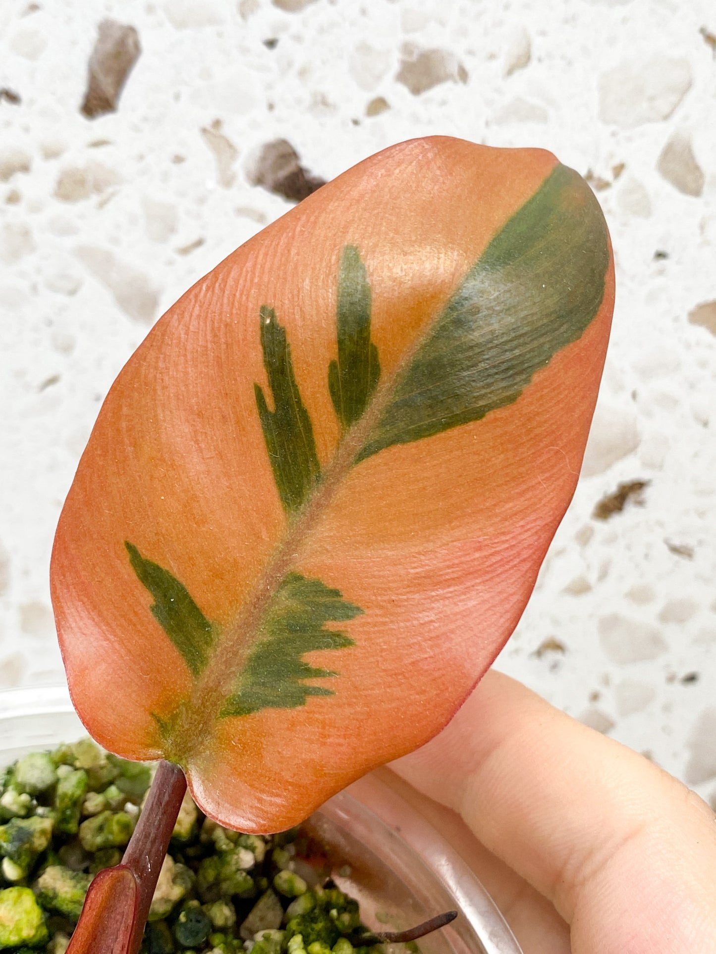 Philodendron Black Cardinal Variegated 3 leaves Highly Variegated for Lisa