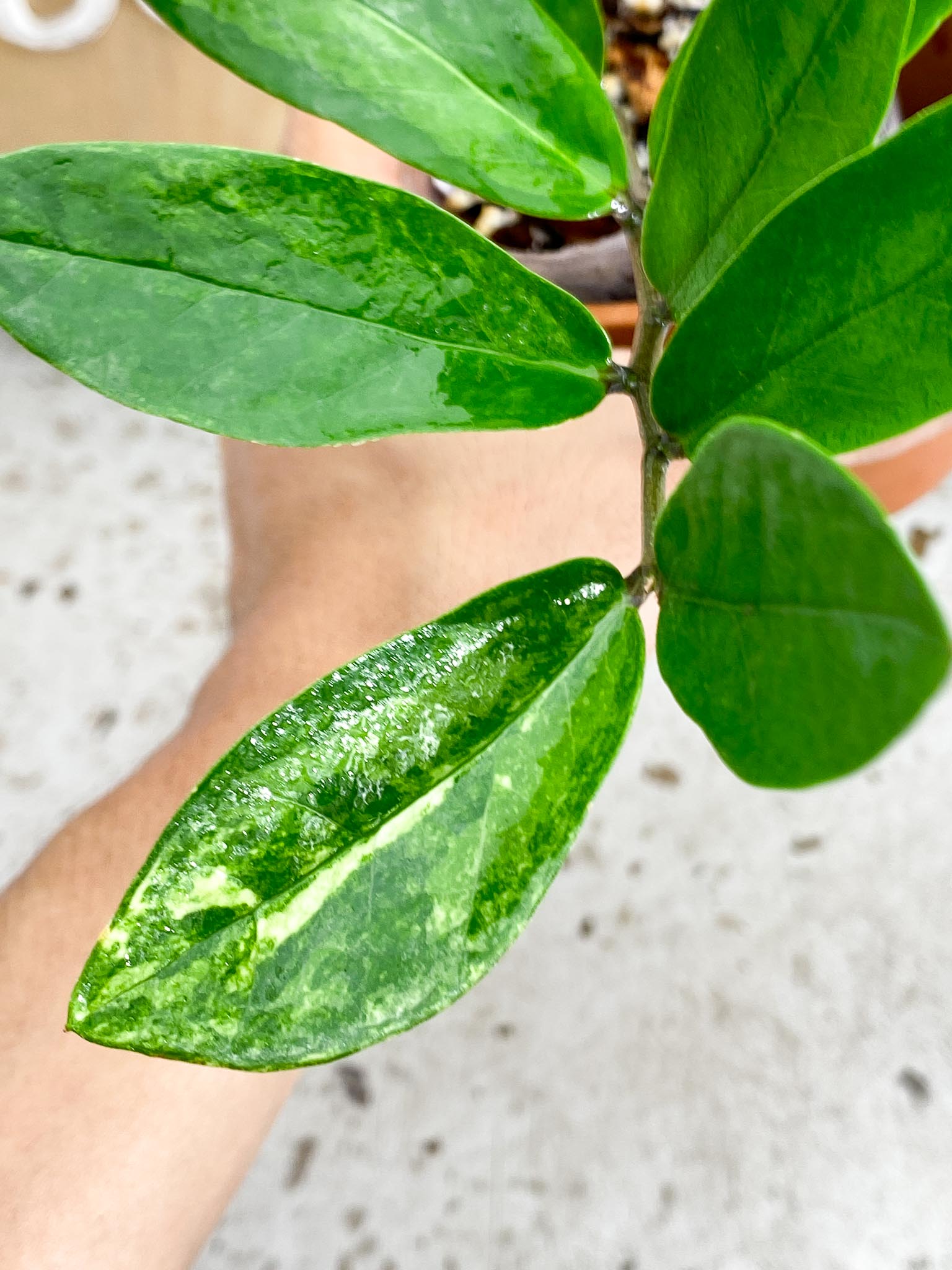 Zamioculcas Zamiifolia Variegated / Variegated ZZ Plant Multiple Leaves Rooting