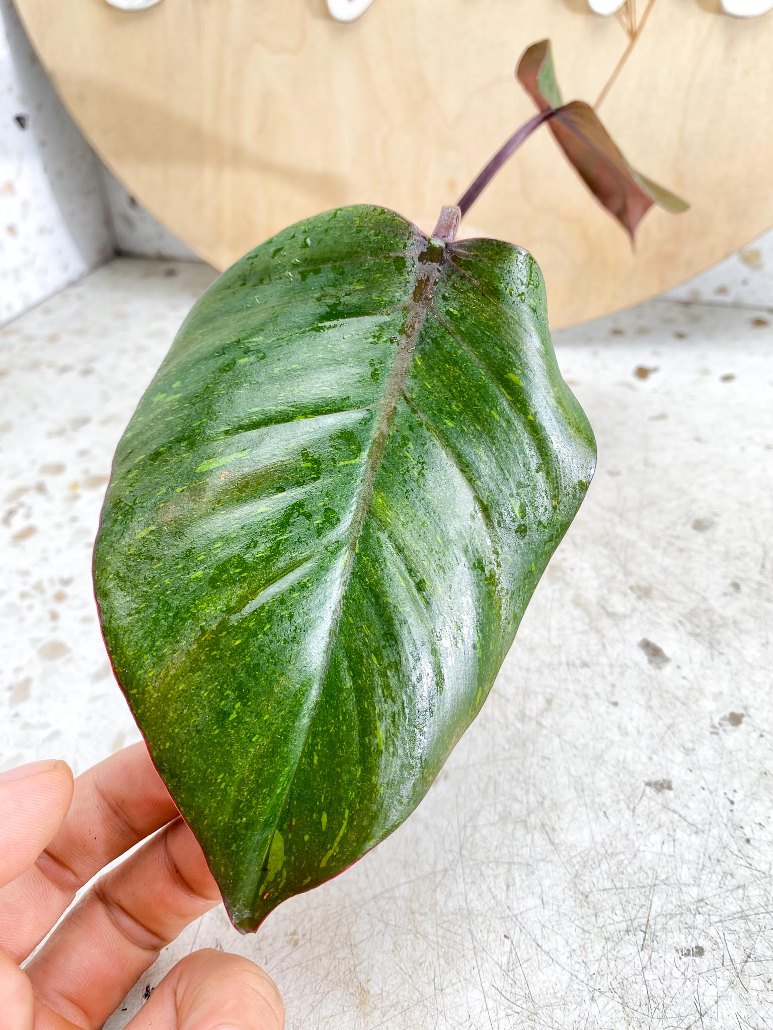 Philodendron Orange Princess 2 Leaves  3 Nodes  Variegated Rooting