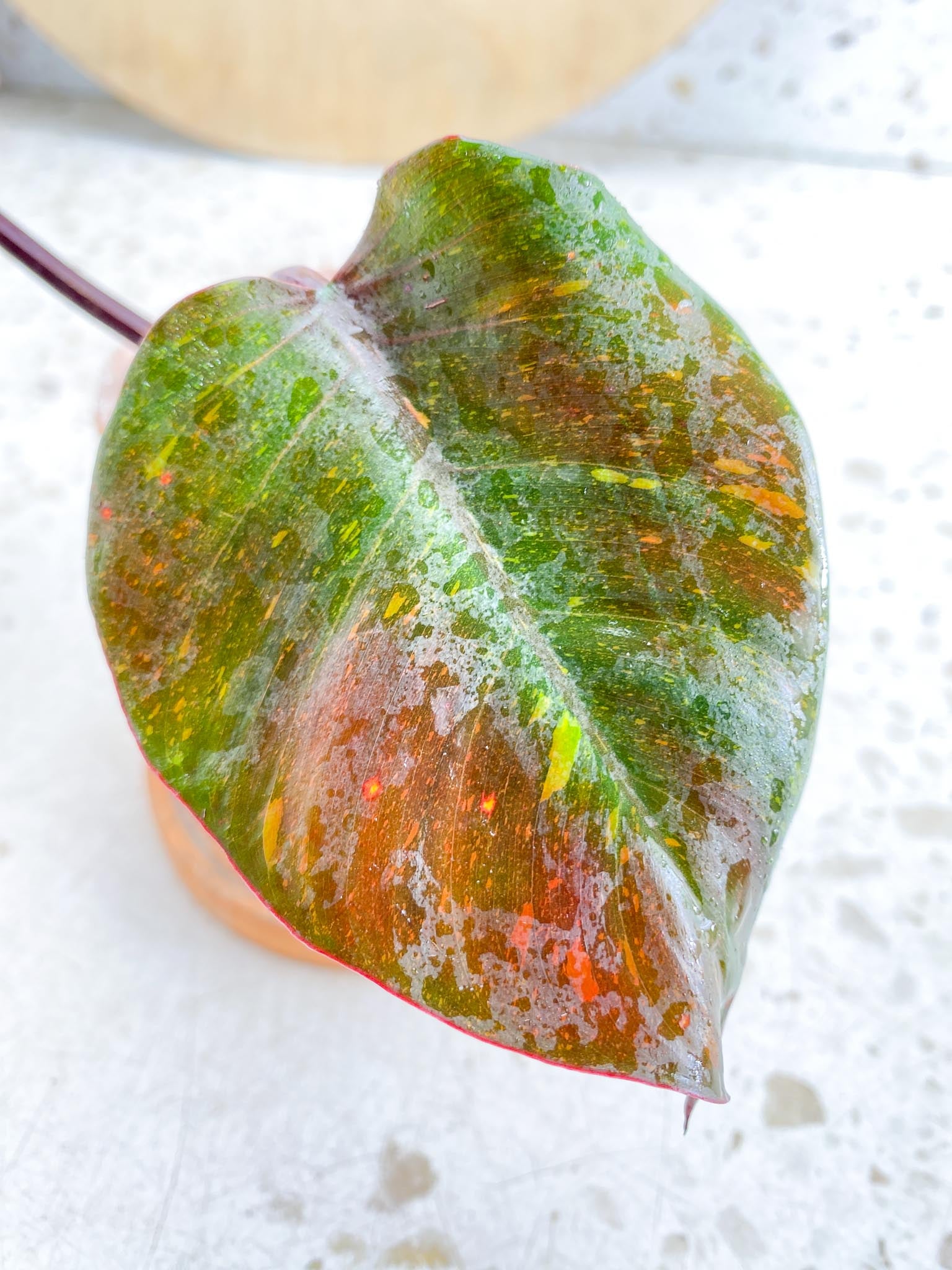 Philodendron Orange Princess 2 Leaves  3 Nodes  Variegated Rooting