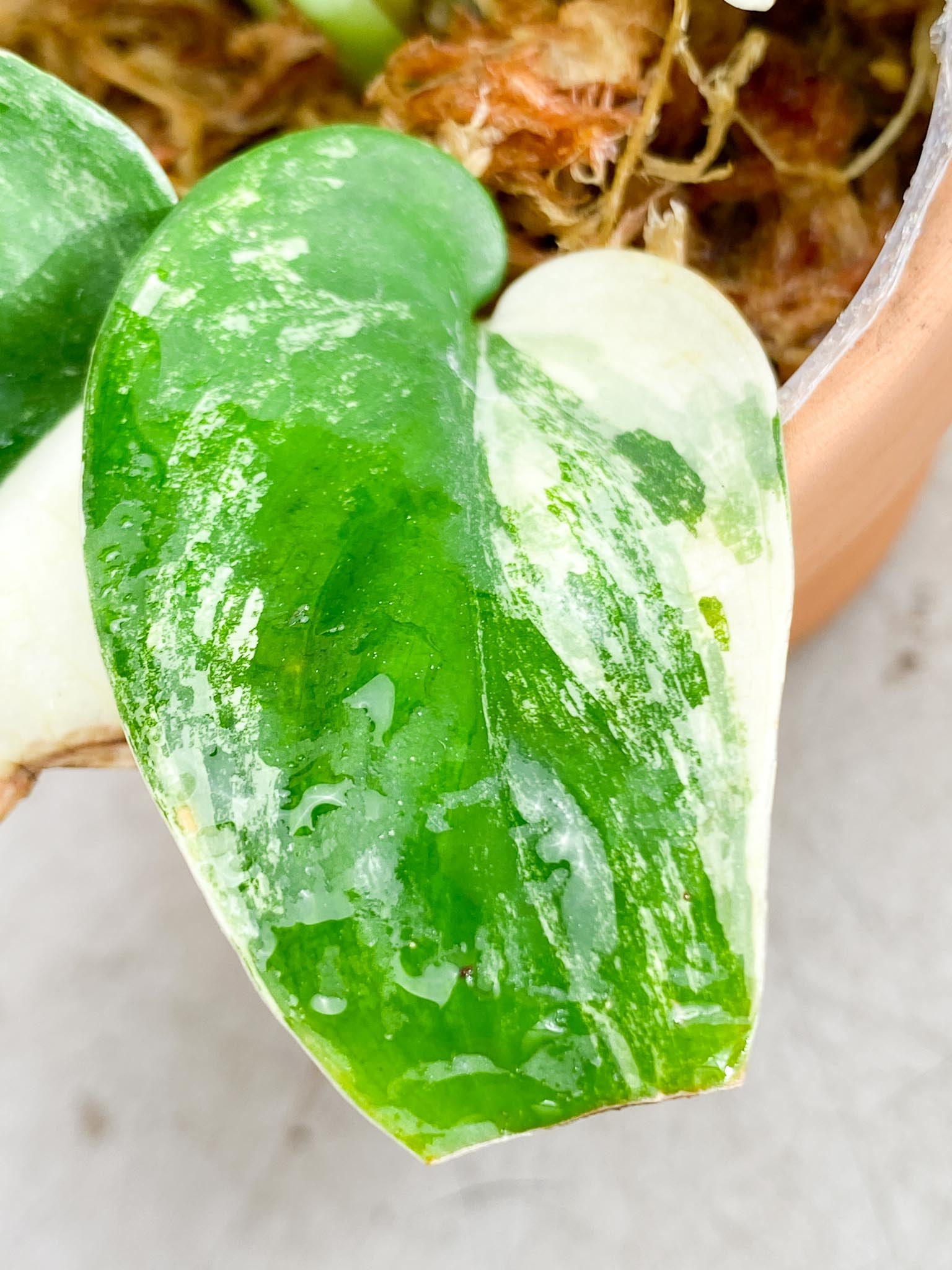 Scindapsus Jade Satin Albo Variegated Multiple leaves Multiple Nodes Slightly Rooted