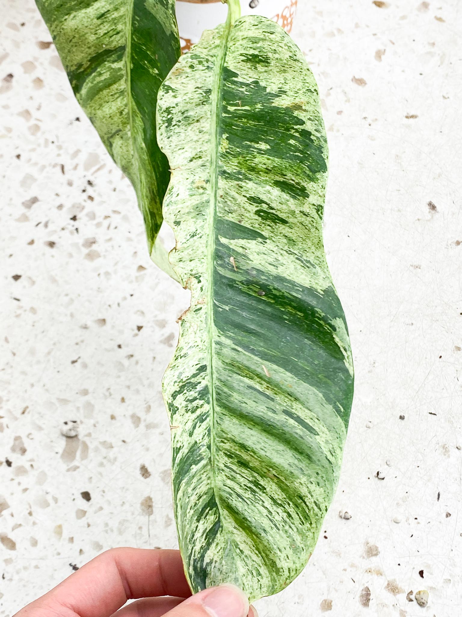 Epipremnum Giganteum Variegated 2 Leaves  2 Nodes  Rooted