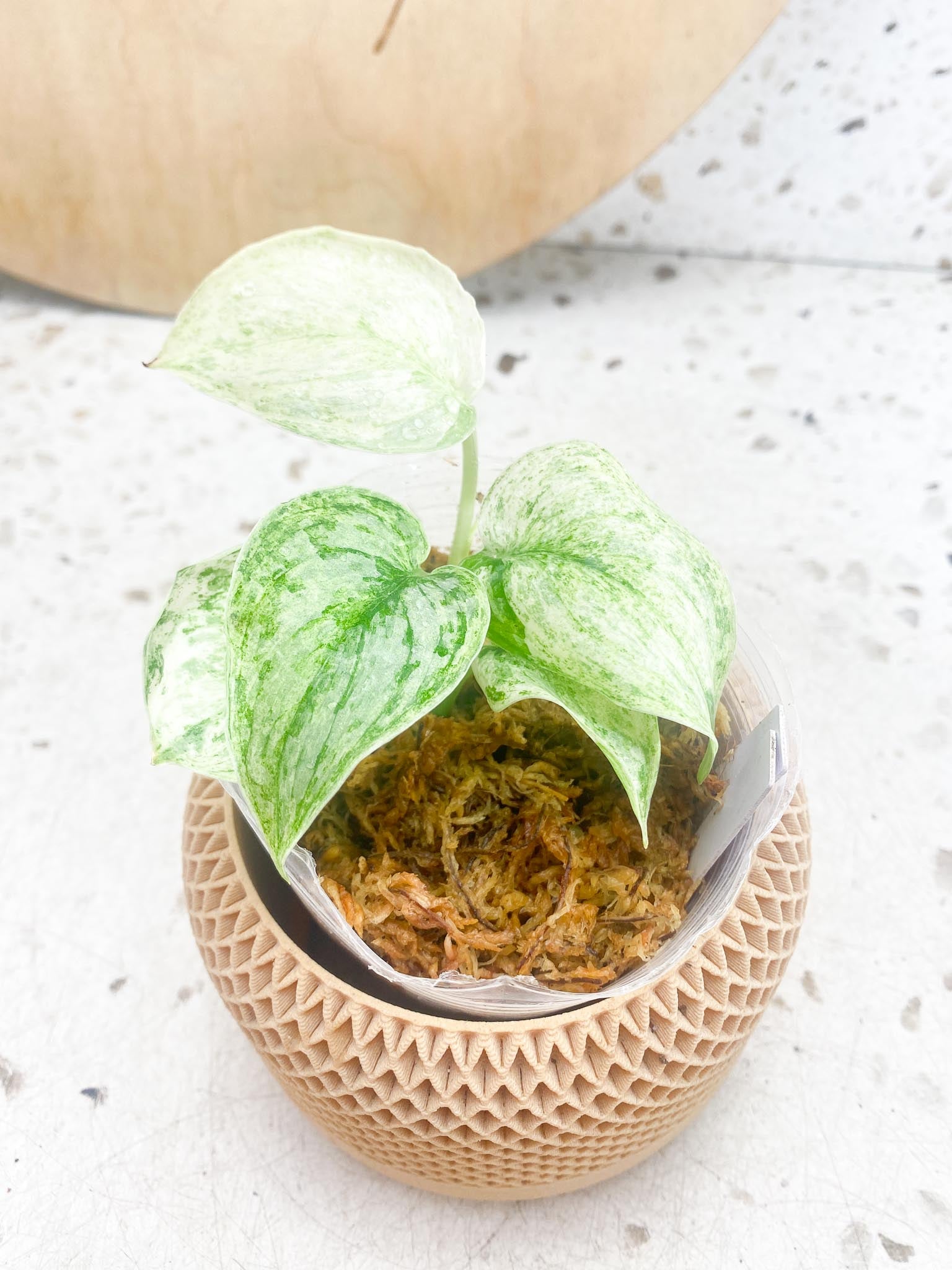 Scindapsus peasun Variegated Multiple Leaves Multiple Nodes Rooting