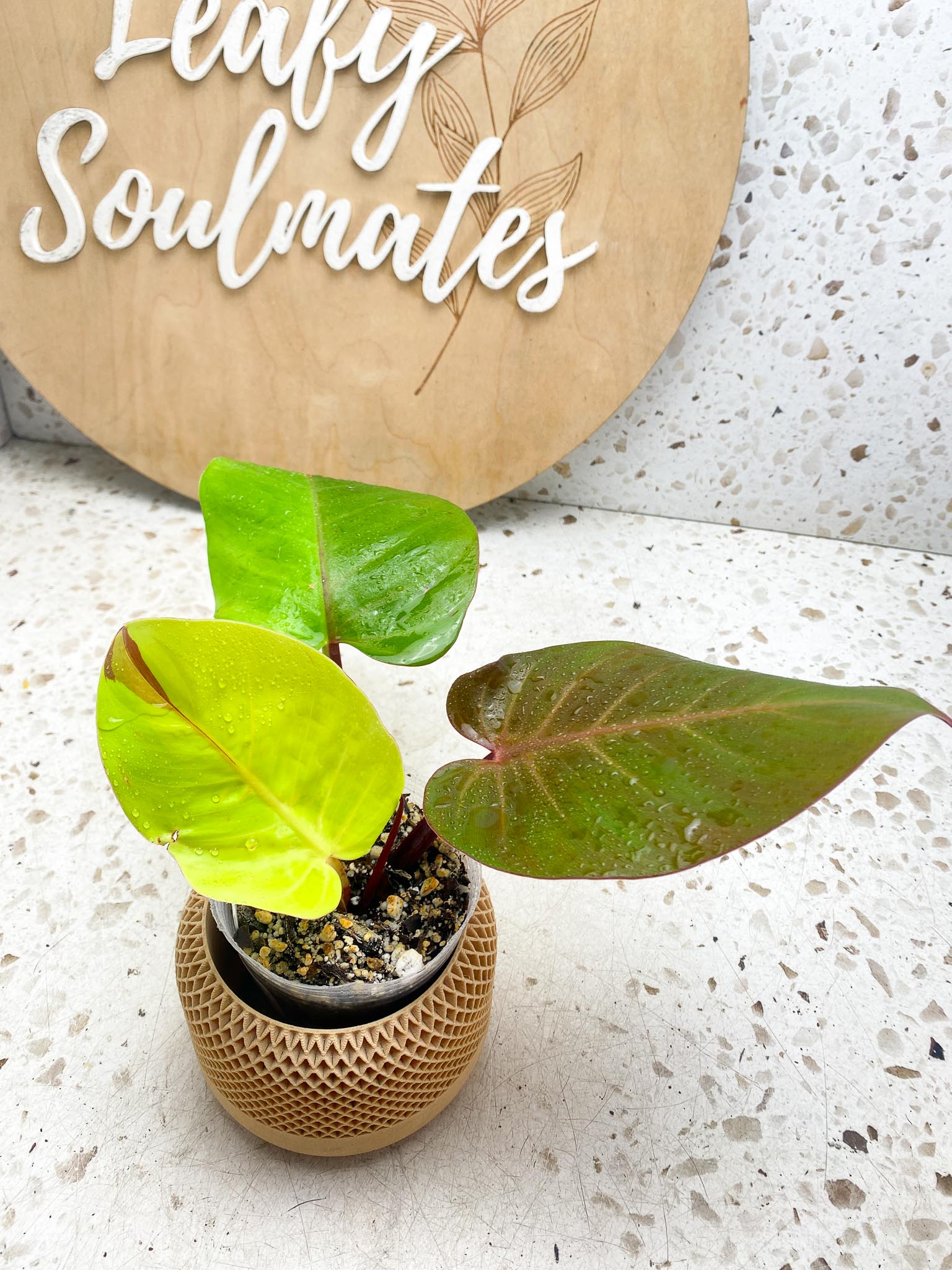 Philodendron Red Moon Variegated 3 Leaves  1 Sprout Rooting