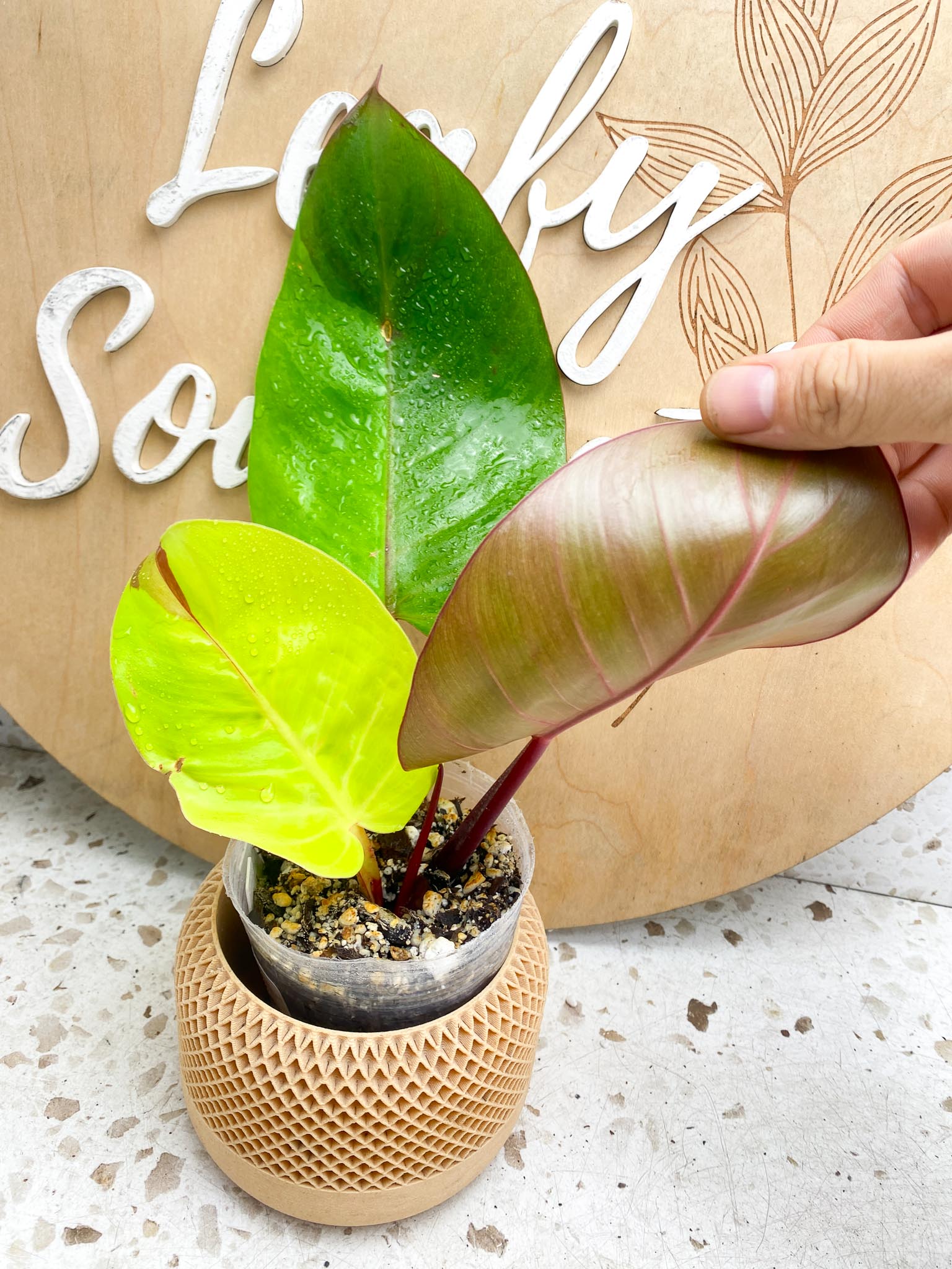Philodendron Red Moon Variegated 3 Leaves  1 Sprout Rooting