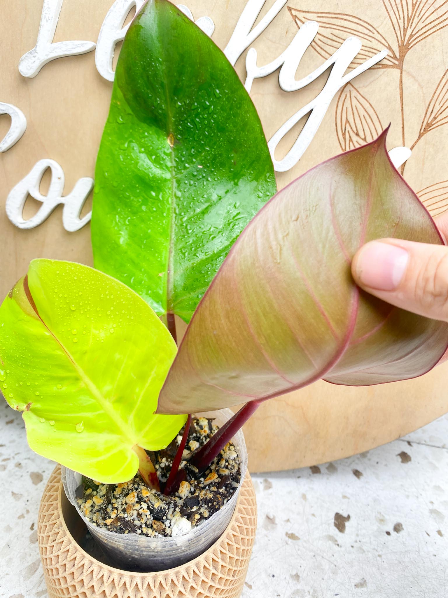 Philodendron Red Moon Variegated 3 Leaves  1 Sprout Rooting