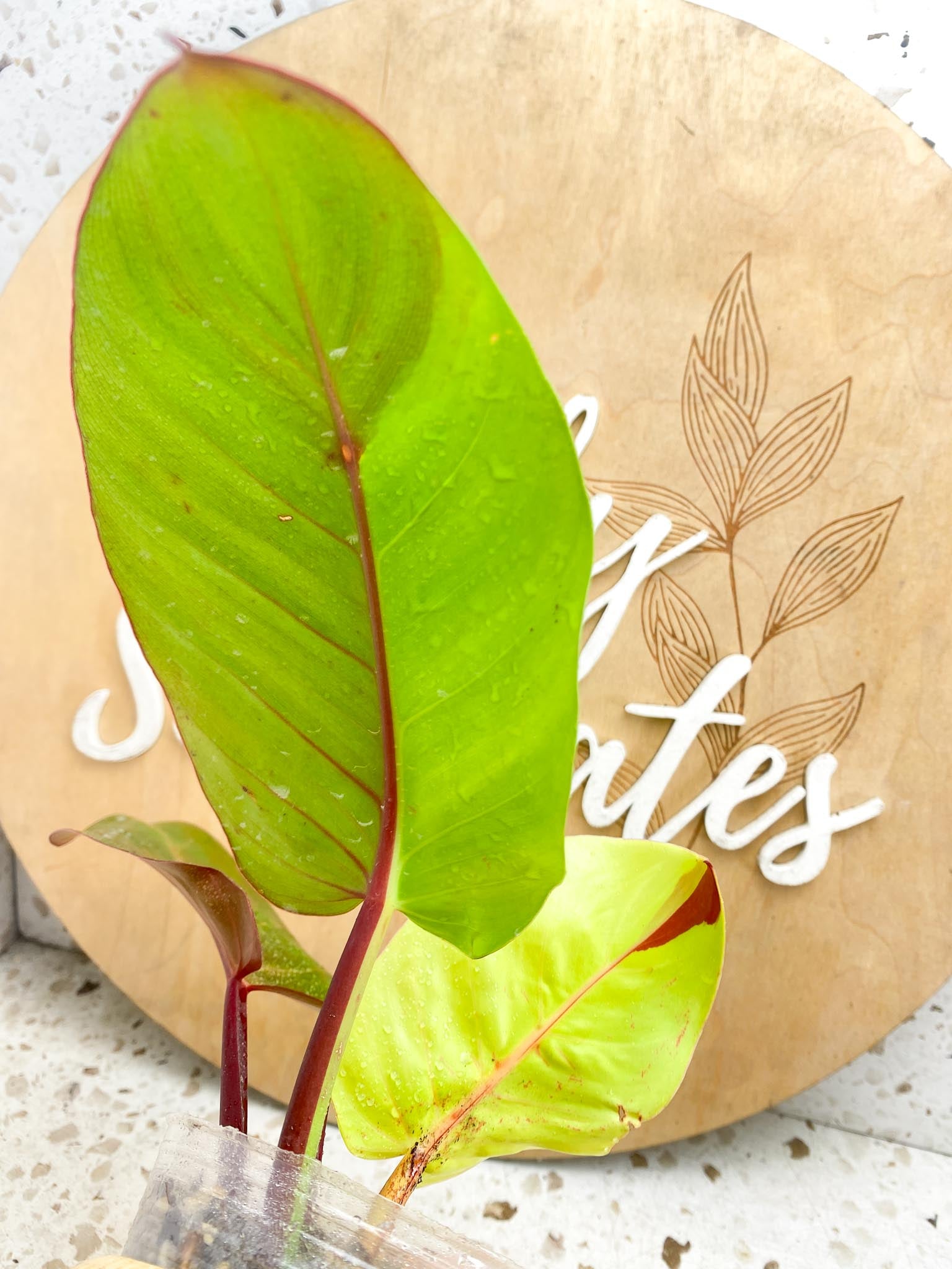 Philodendron Red Moon Variegated 3 Leaves  1 Sprout Rooting