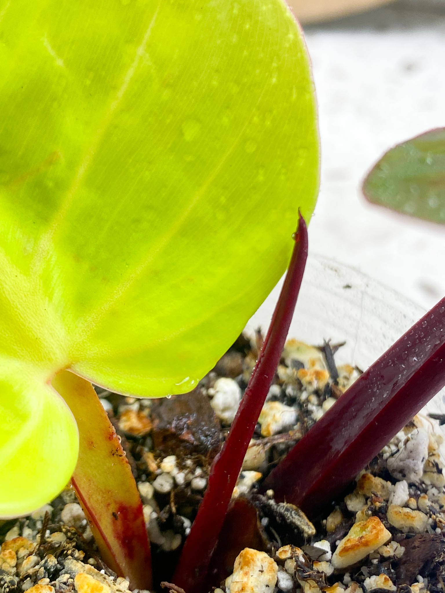 Philodendron Red Moon Variegated 3 Leaves  1 Sprout Rooting