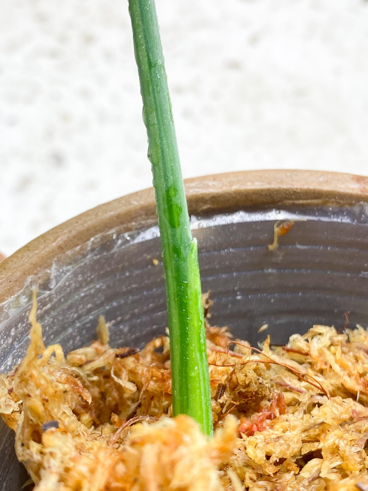 Syngopnium Chiapense Variegated 2 Leaves  1 Growing Bud Rooting