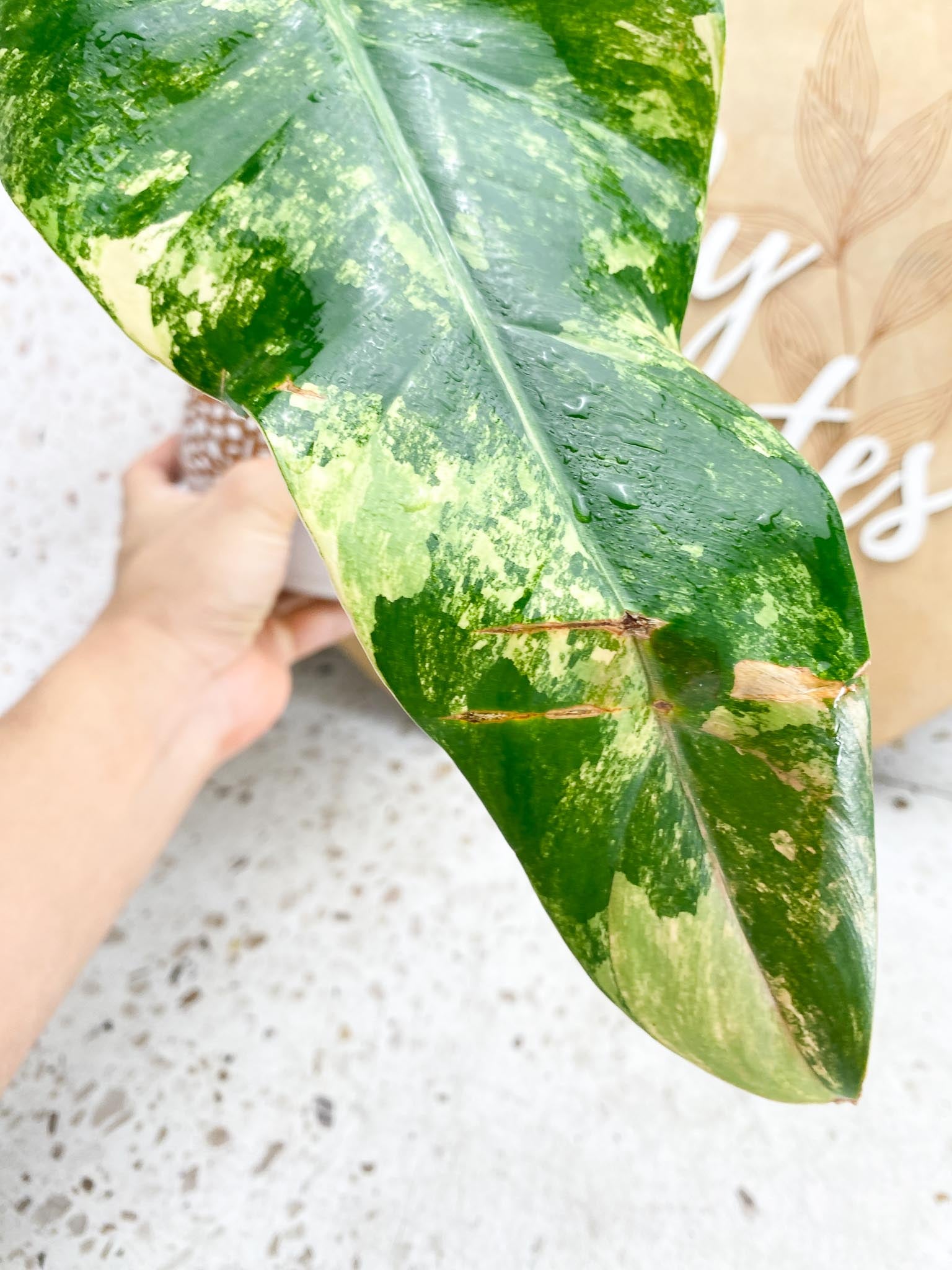 Philodendron Domesticum Variegated 1 big Leaf 2 Nodes  1 Sprout Rooting