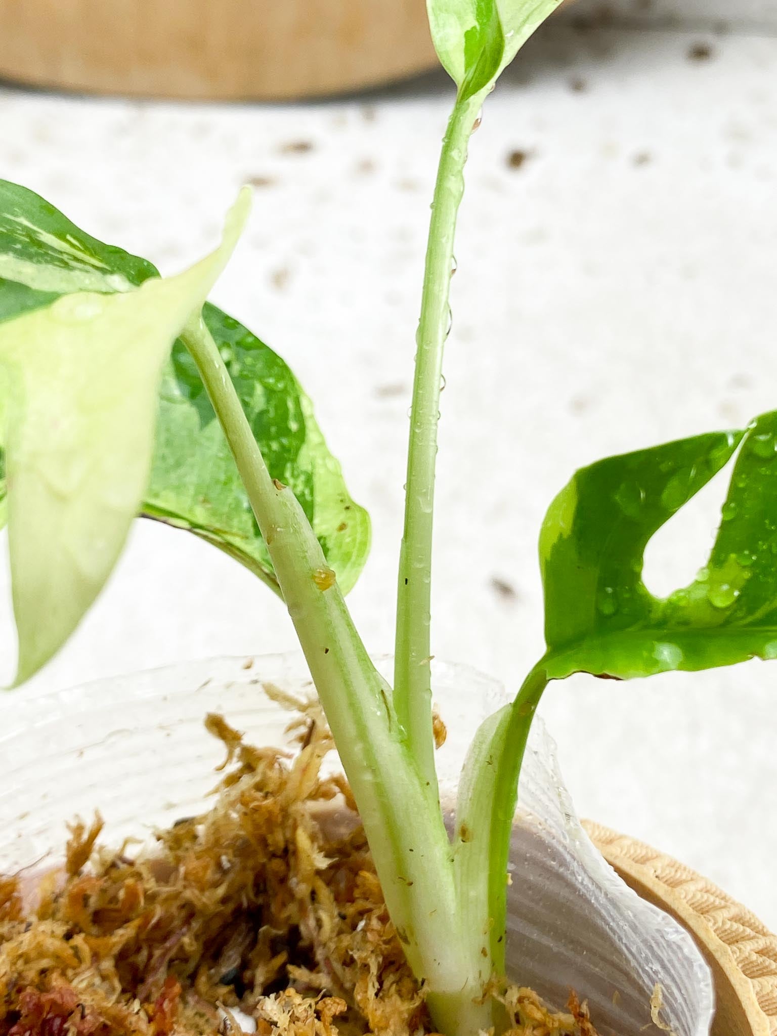 *Rhaphidophora tetrasperma variegated 4 Leaves  Rooting