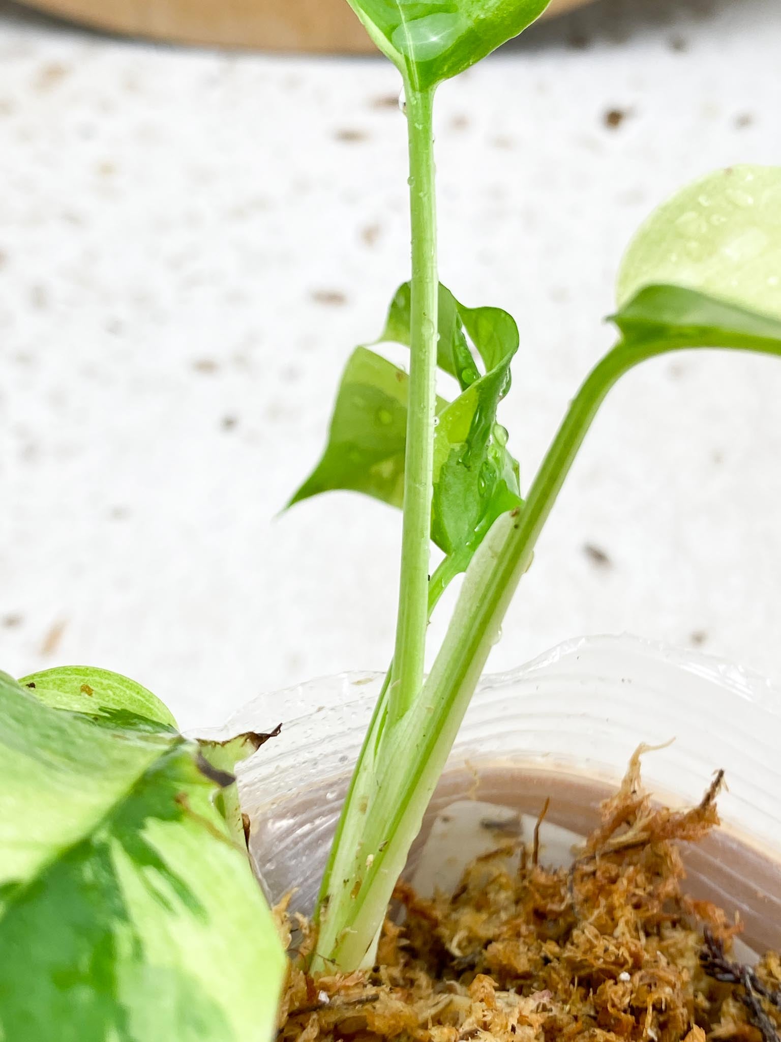 *Rhaphidophora tetrasperma variegated 4 Leaves  Rooting