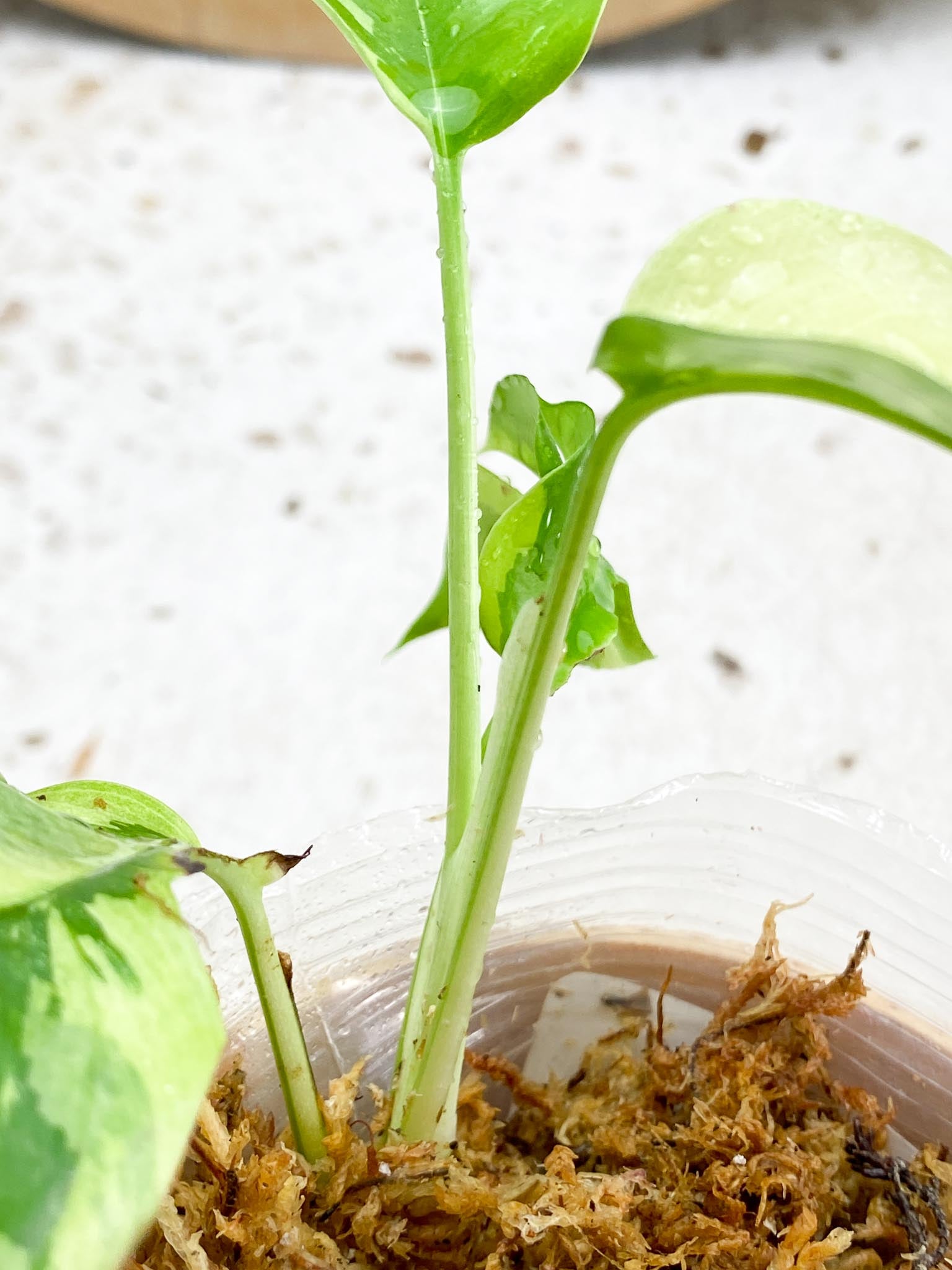 *Rhaphidophora tetrasperma variegated 4 Leaves  Rooting