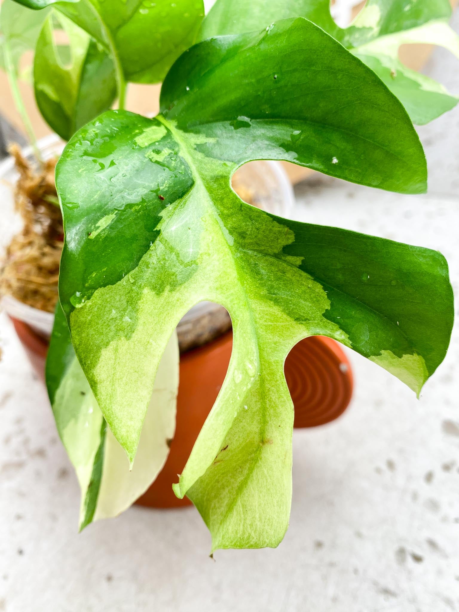 Rhaphidophora tetrasperma variegated Multiple Leves 2 shoots