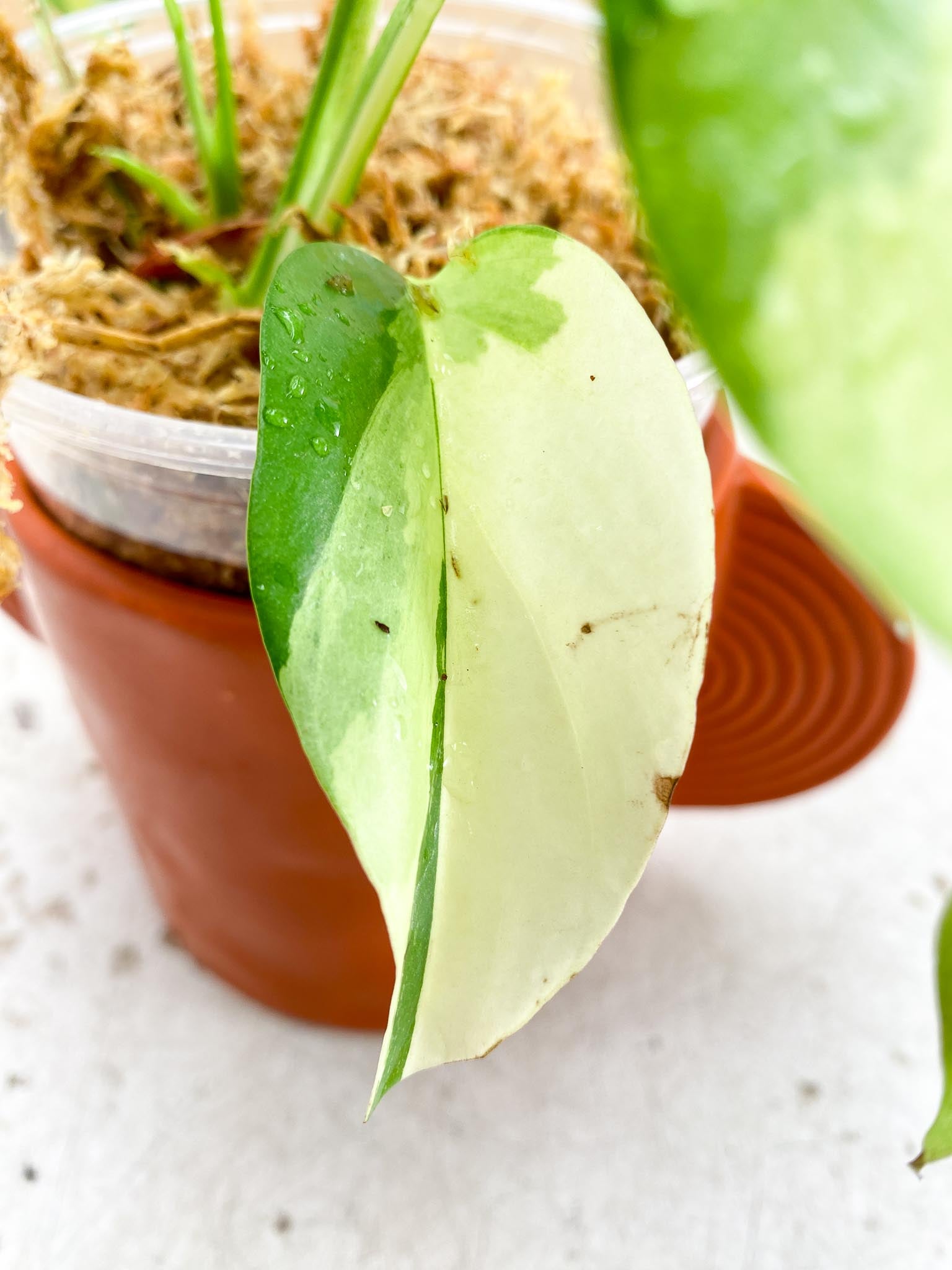 Rhaphidophora tetrasperma variegated Multiple Leves 2 shoots