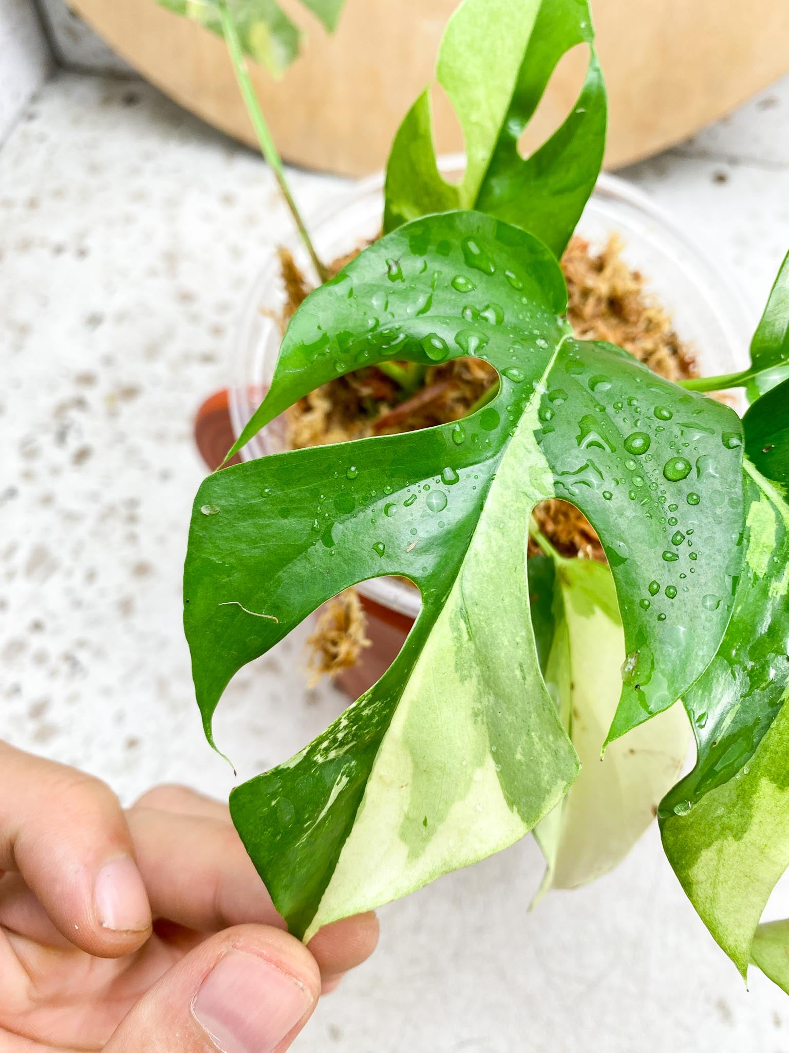 Rhaphidophora tetrasperma variegated Multiple Leves 2 shoots