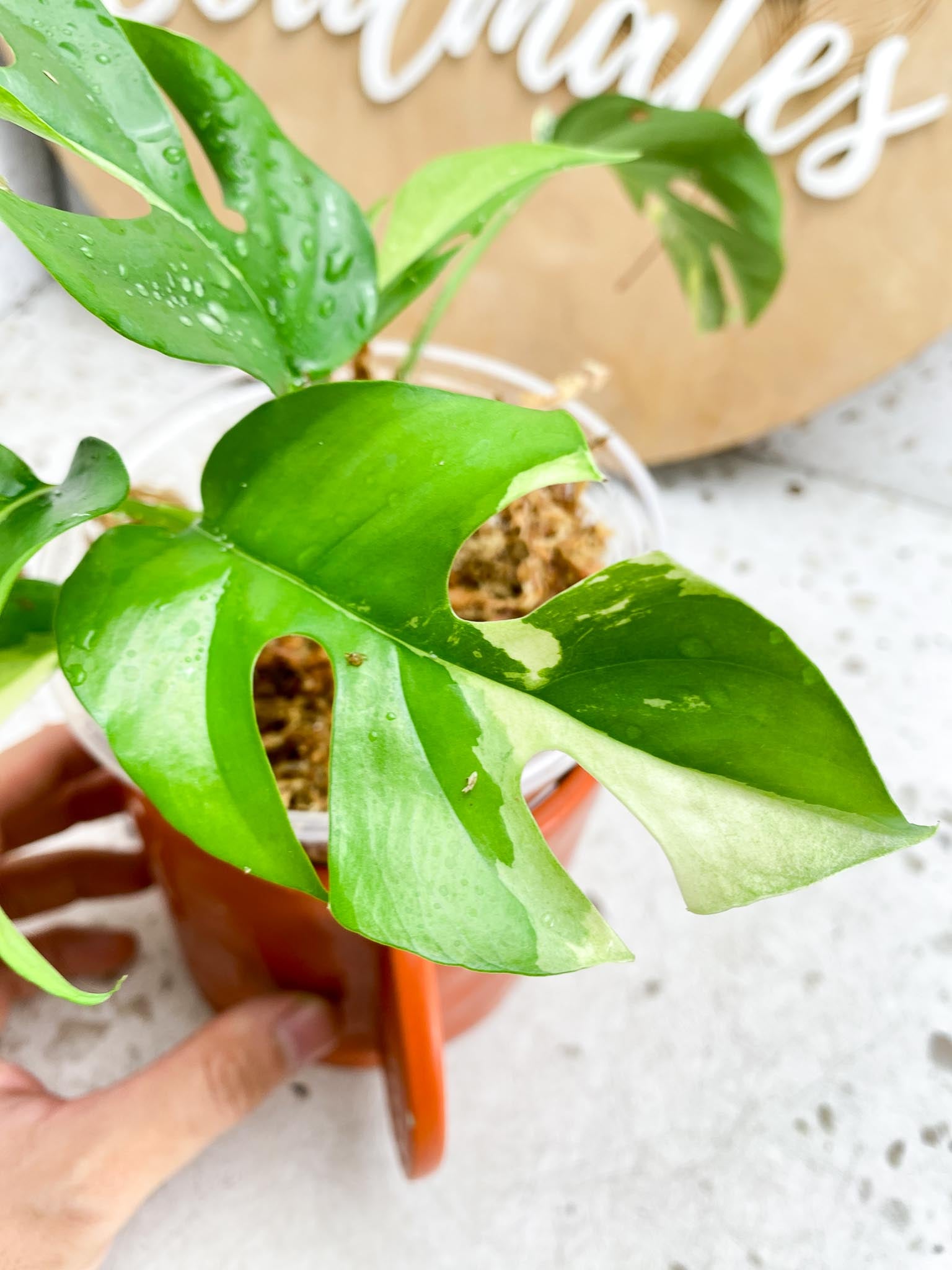 Rhaphidophora tetrasperma variegated Multiple Leves 2 shoots