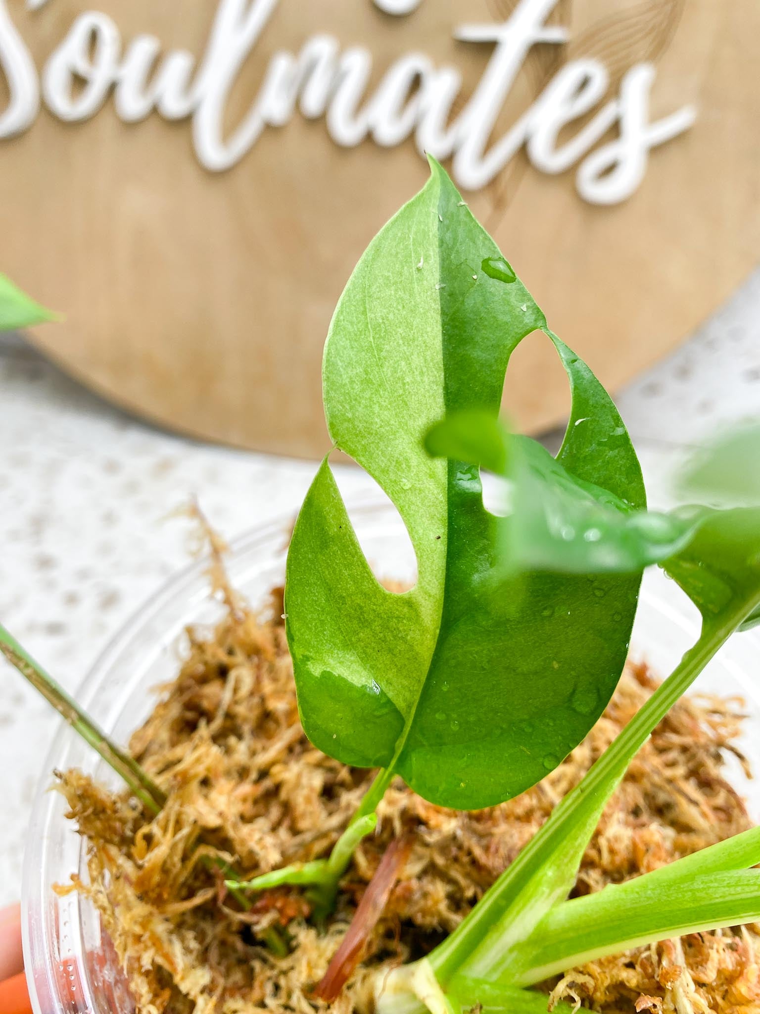 Rhaphidophora tetrasperma variegated Multiple Leves 2 shoots