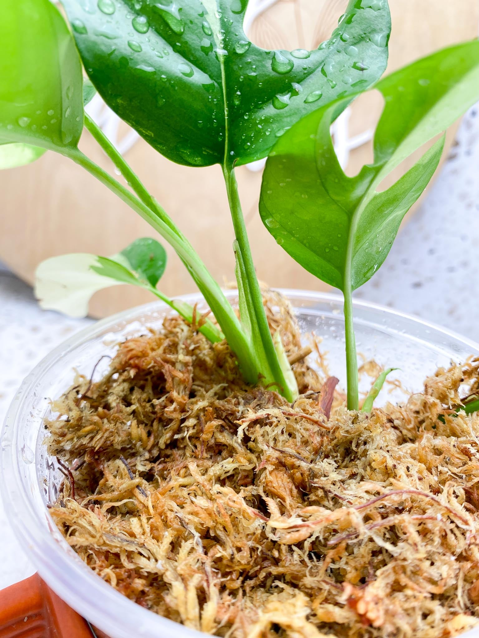 Rhaphidophora tetrasperma variegated Multiple Leves 2 shoots