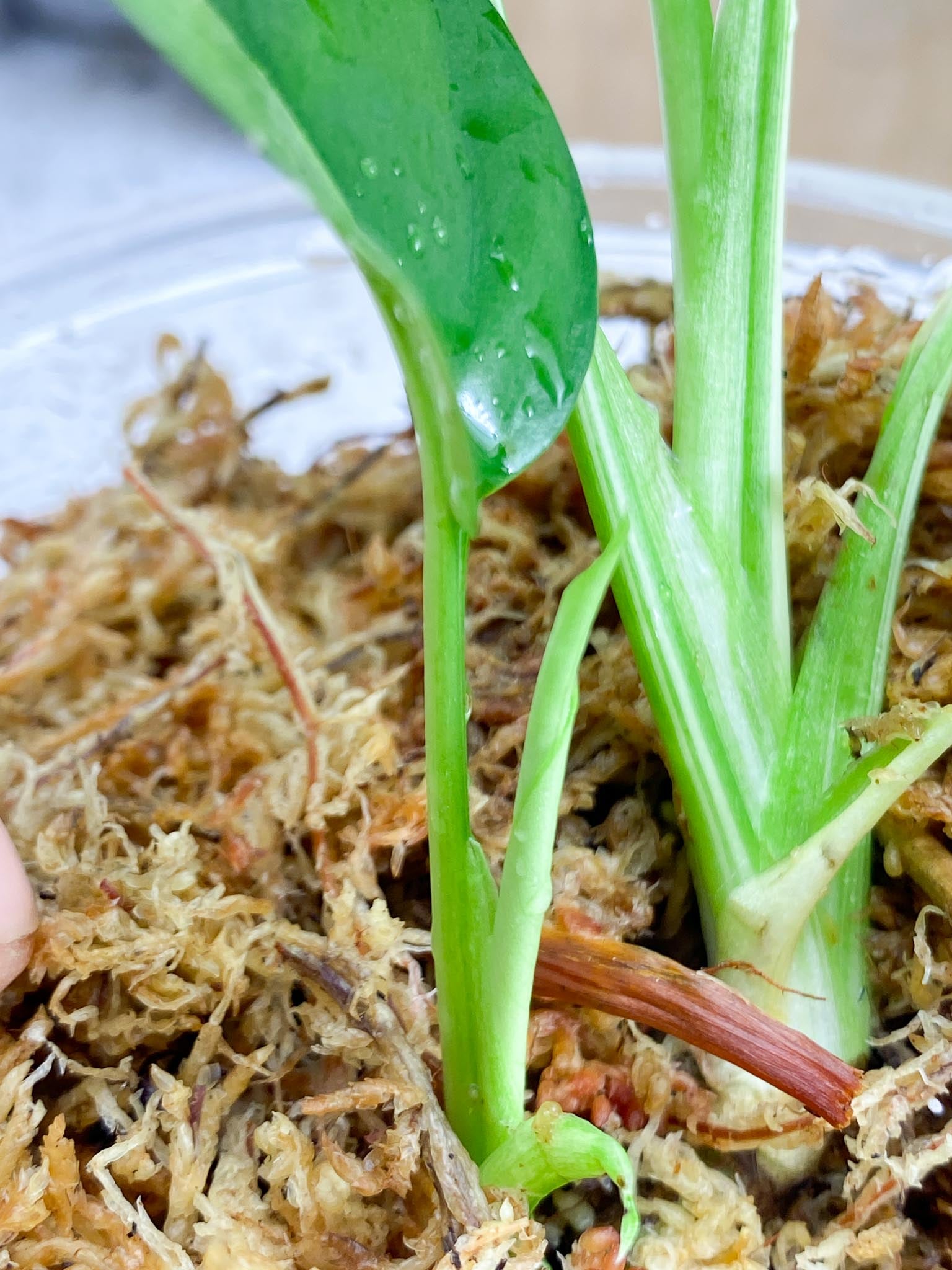 Rhaphidophora tetrasperma variegated Multiple Leves 2 shoots