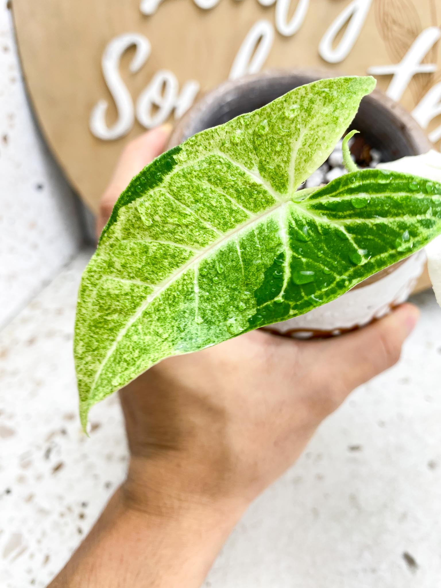 Syngonium Batik Variegated 2 Leaves  1 Unfurling Leaf 1 Node  Highly Variegated