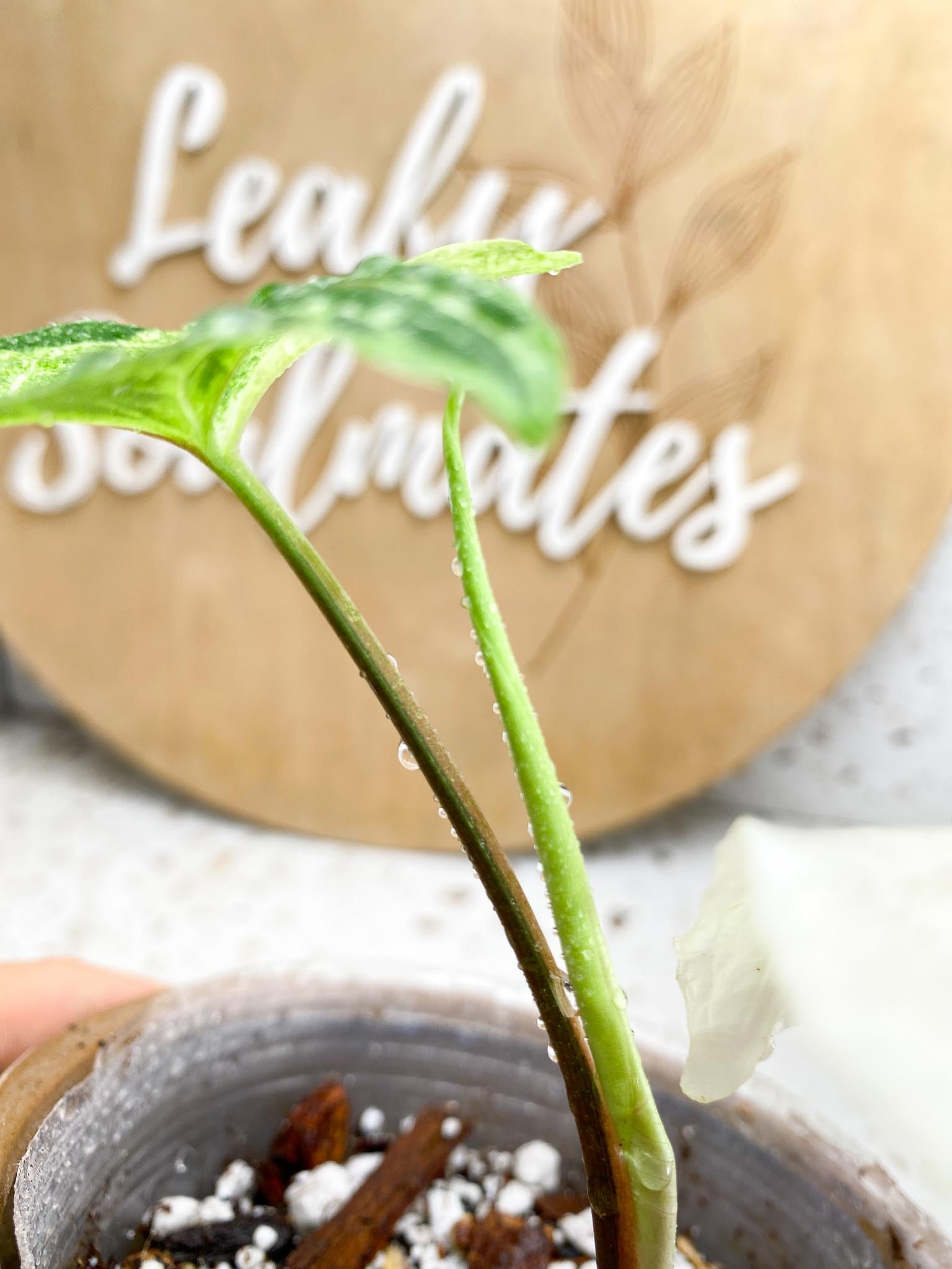 Syngonium Batik Variegated 2 Leaves  1 Unfurling Leaf 1 Node  Highly Variegated