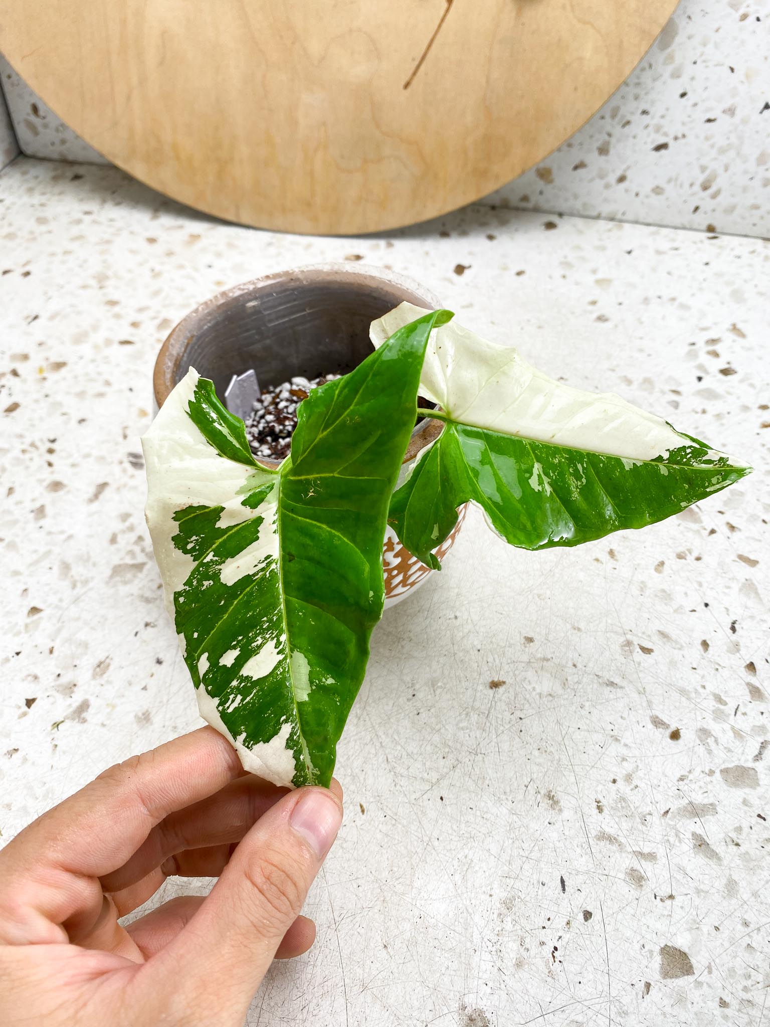 Syngonium Batik Variegated Albo 2 Leaves  Highly Variegated Rooting