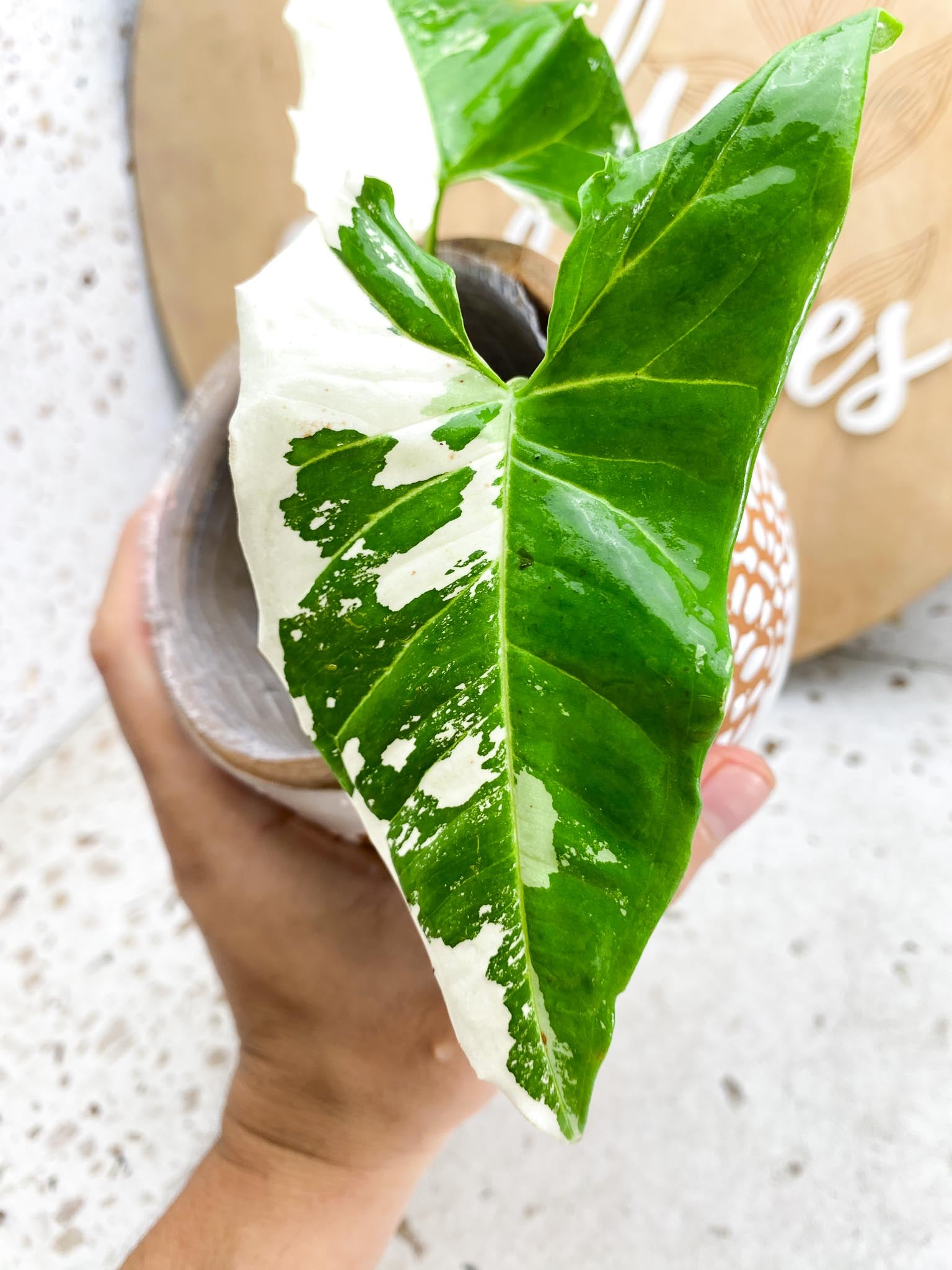 Syngonium Batik Variegated Albo 2 Leaves  Highly Variegated Rooting