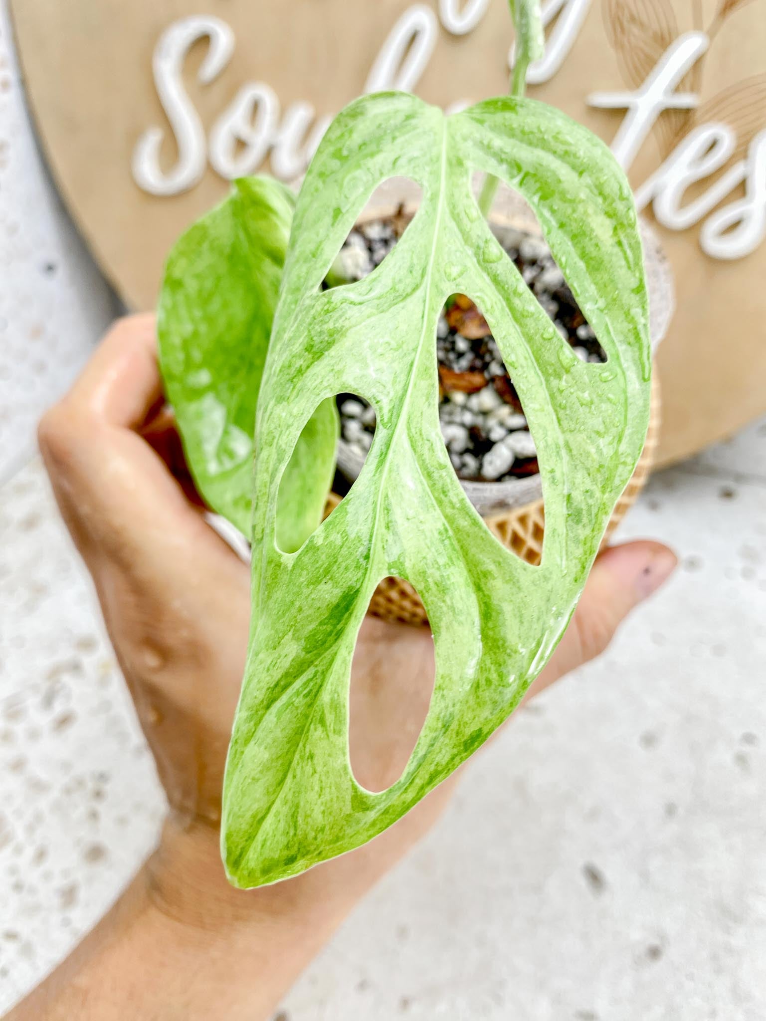 Monstera Adansonii Mint 2 Leaves  1 Unfurling Leaf Variegated Rooting