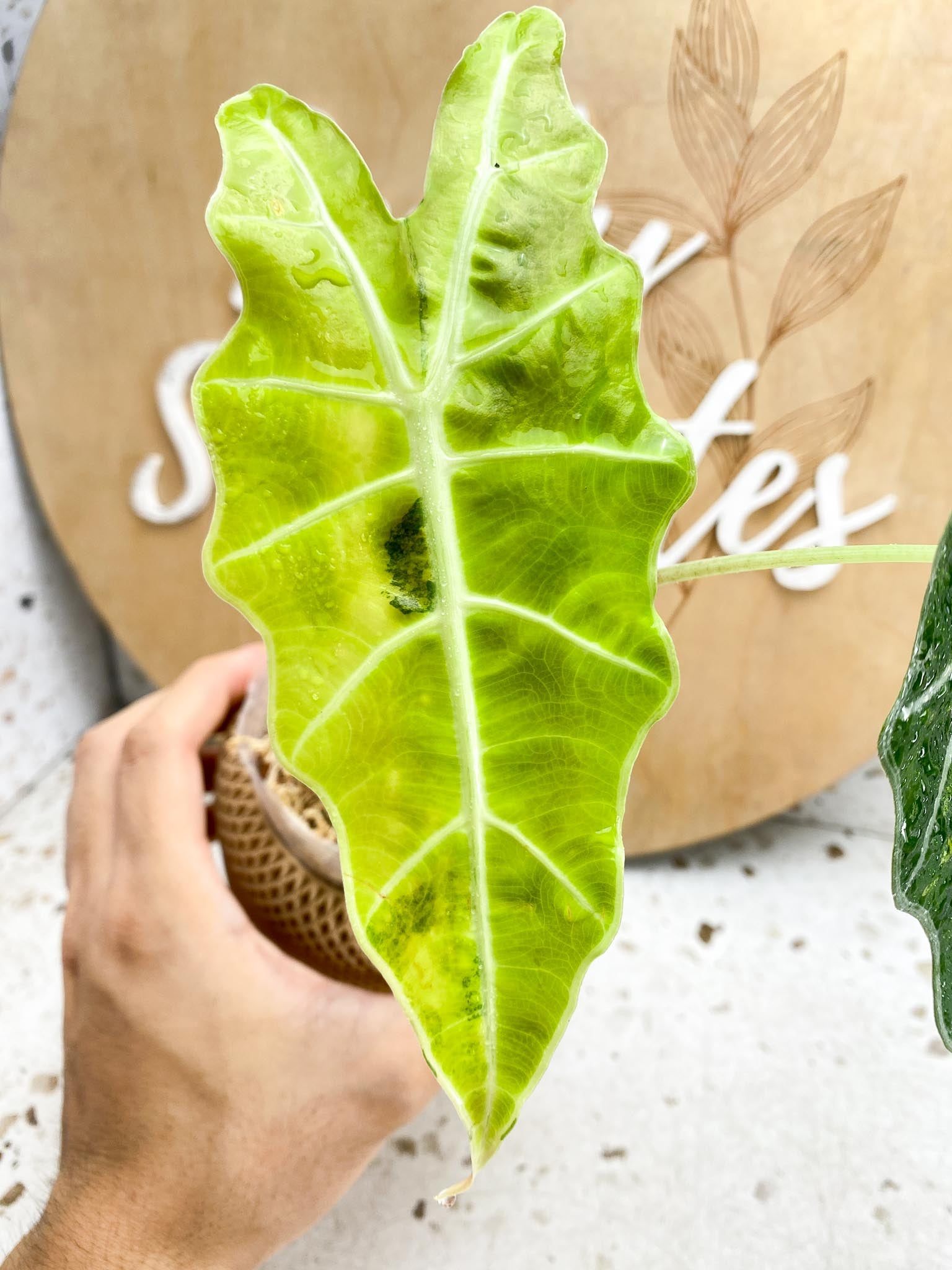 Alocasia Sanderiana Bull Aurea Variegated 2 Leaves  2 Nodes  Highly Variegated