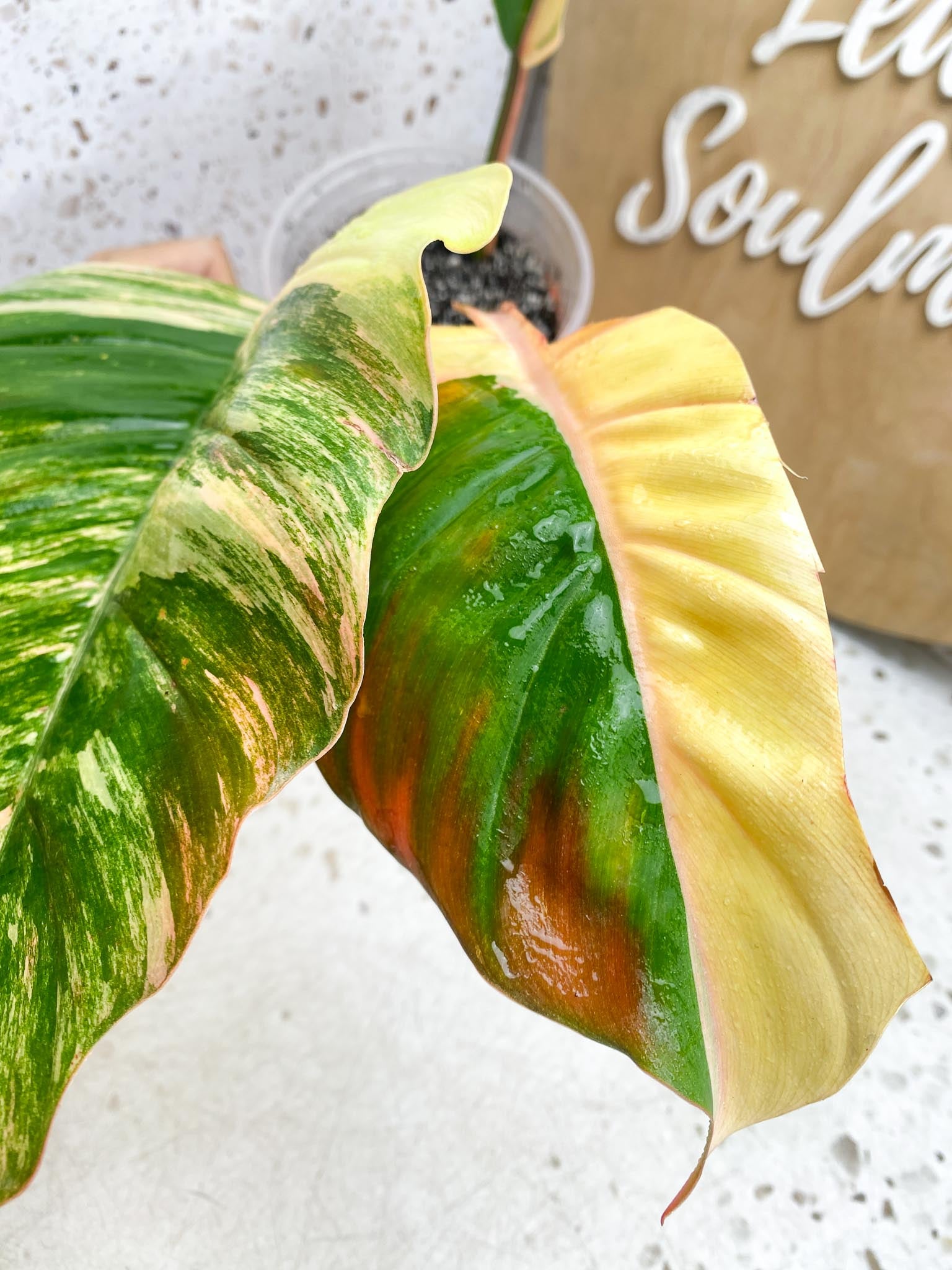 Philodendron Caramel Marble 3 leaves Highly Variegated triple node and 2 activated buds Rooted-