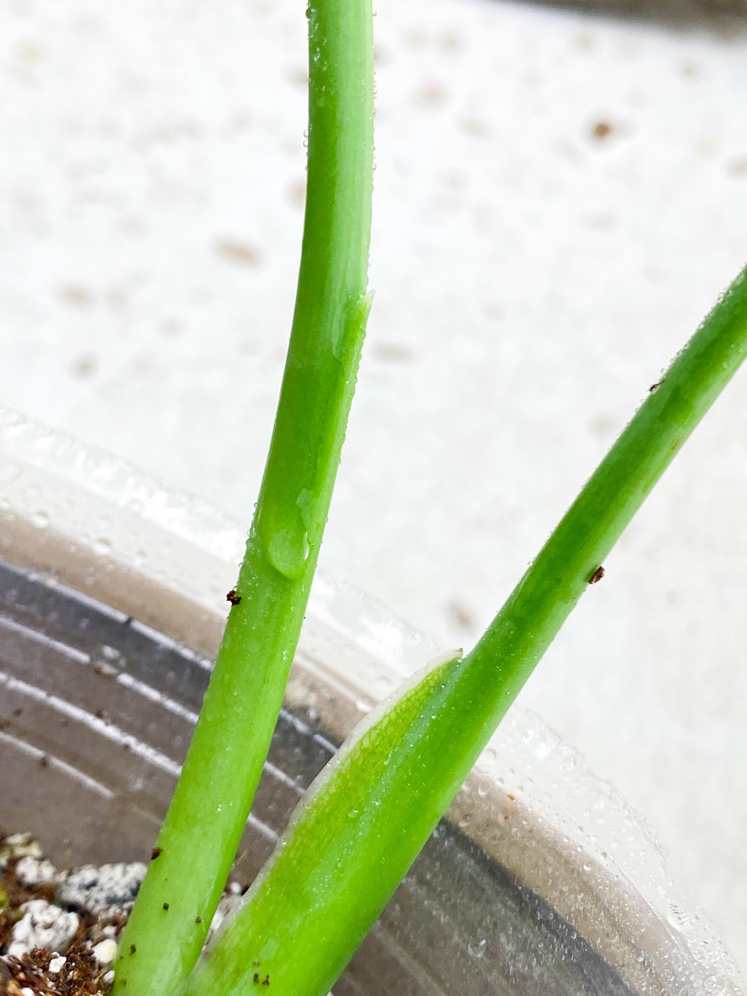 Syngopnium Chiapense Variegated 2 Leaves  2 Nodes