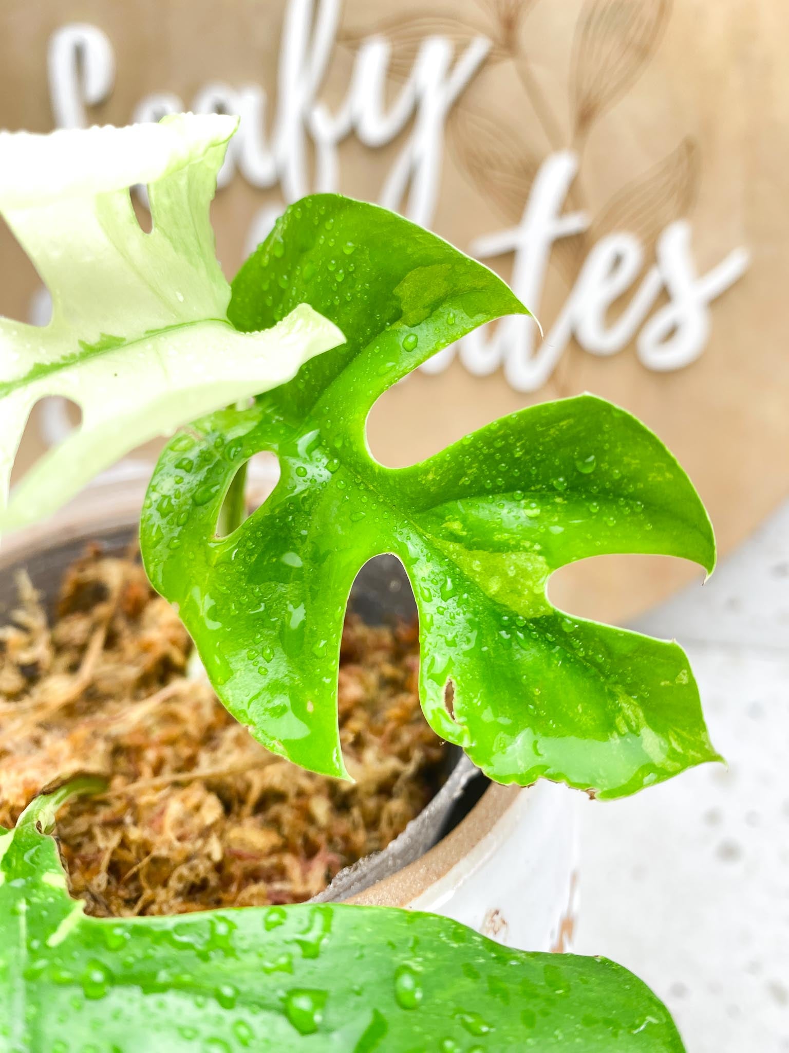 Rhaphidophora tetrasperma variegated 3 Leaves  3 Nodes  Rooting