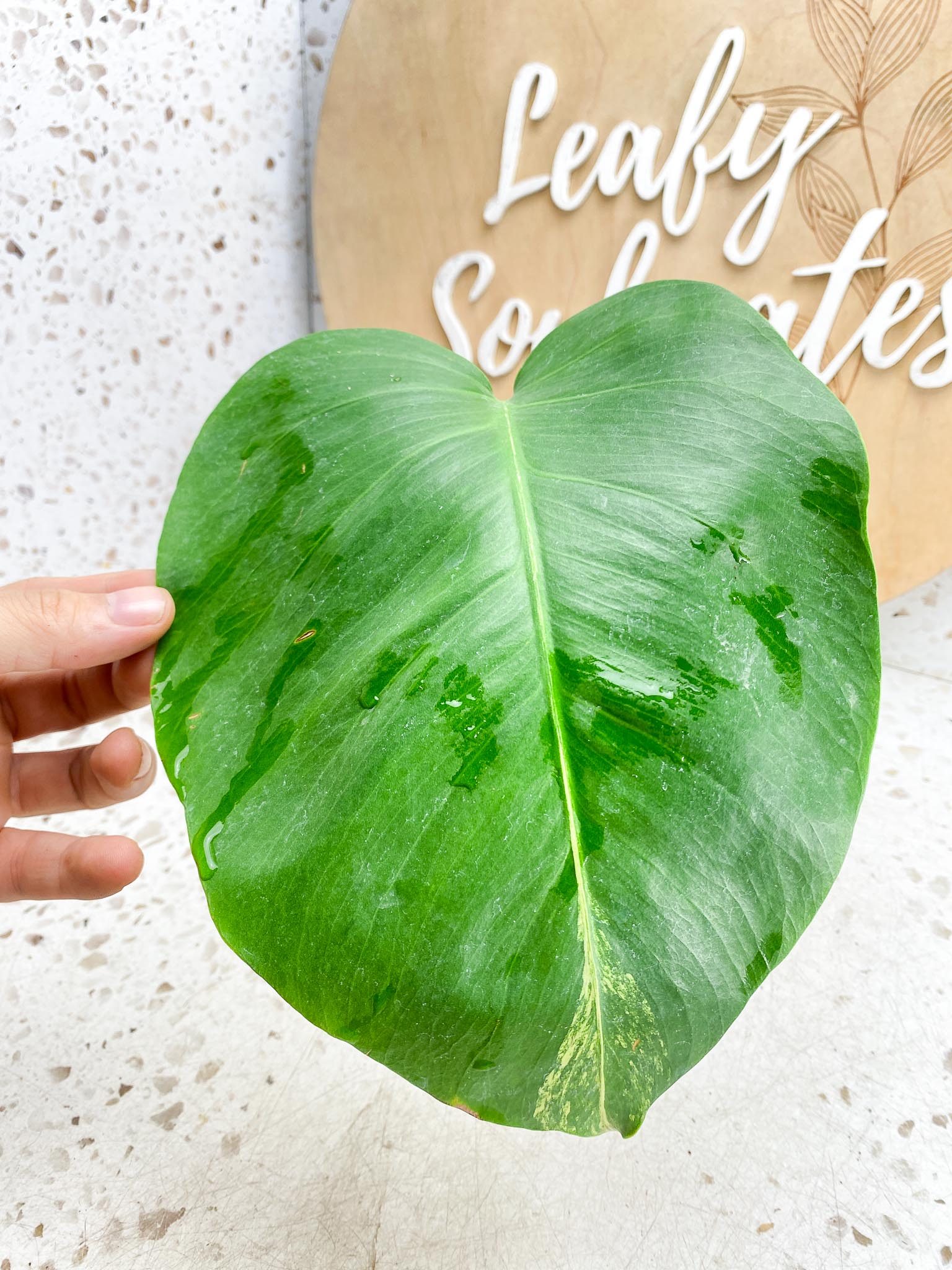 Monstera Aurea Tricolor 1 Leaf 2 Node  Variegated