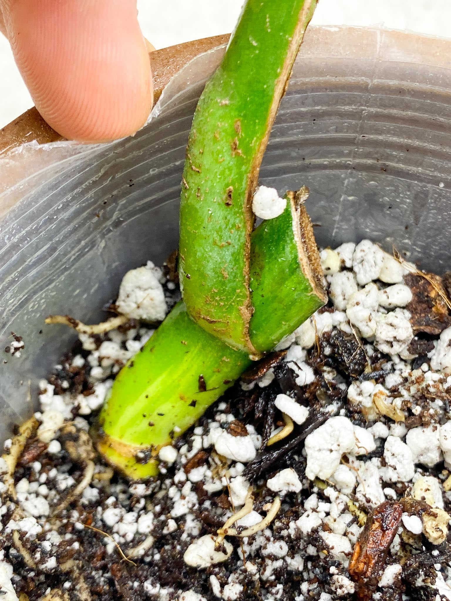 Monstera Aurea Tricolor 1 Leaf 2 Node  Variegated