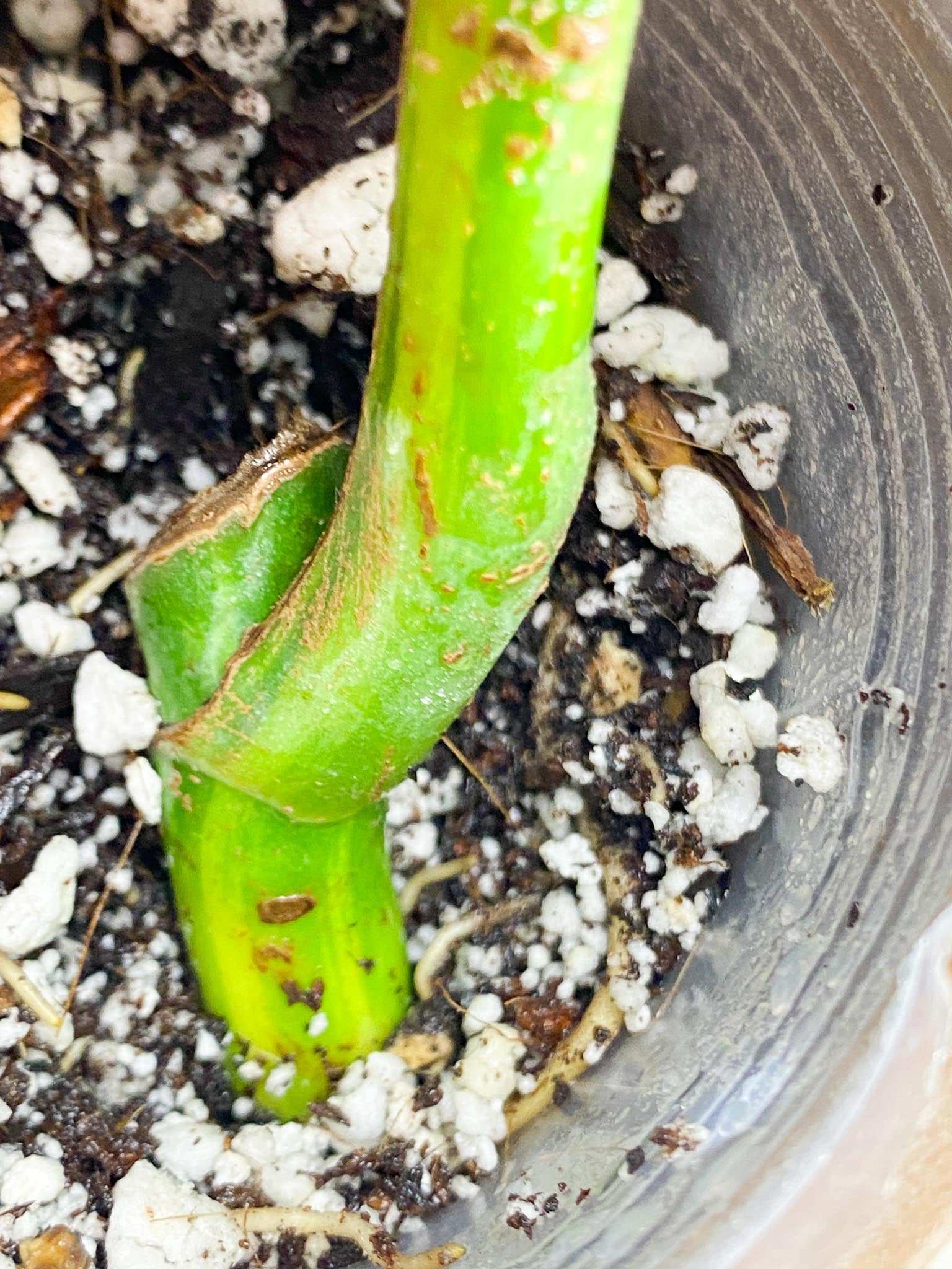 Monstera Aurea Tricolor 1 Leaf 2 Node  Variegated