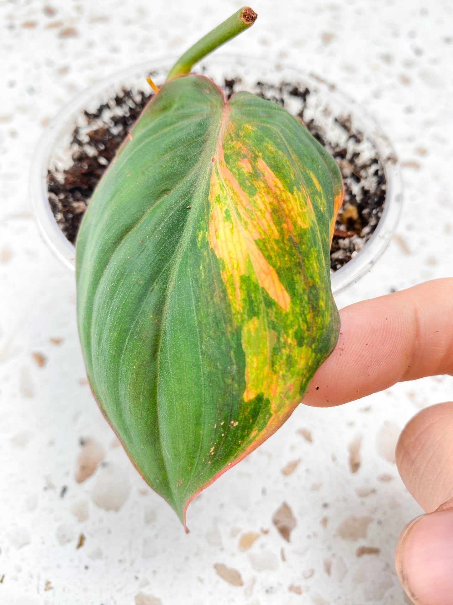 Philodendron Micans Variegated (Pink Hue) 1 leaf 1 sprout