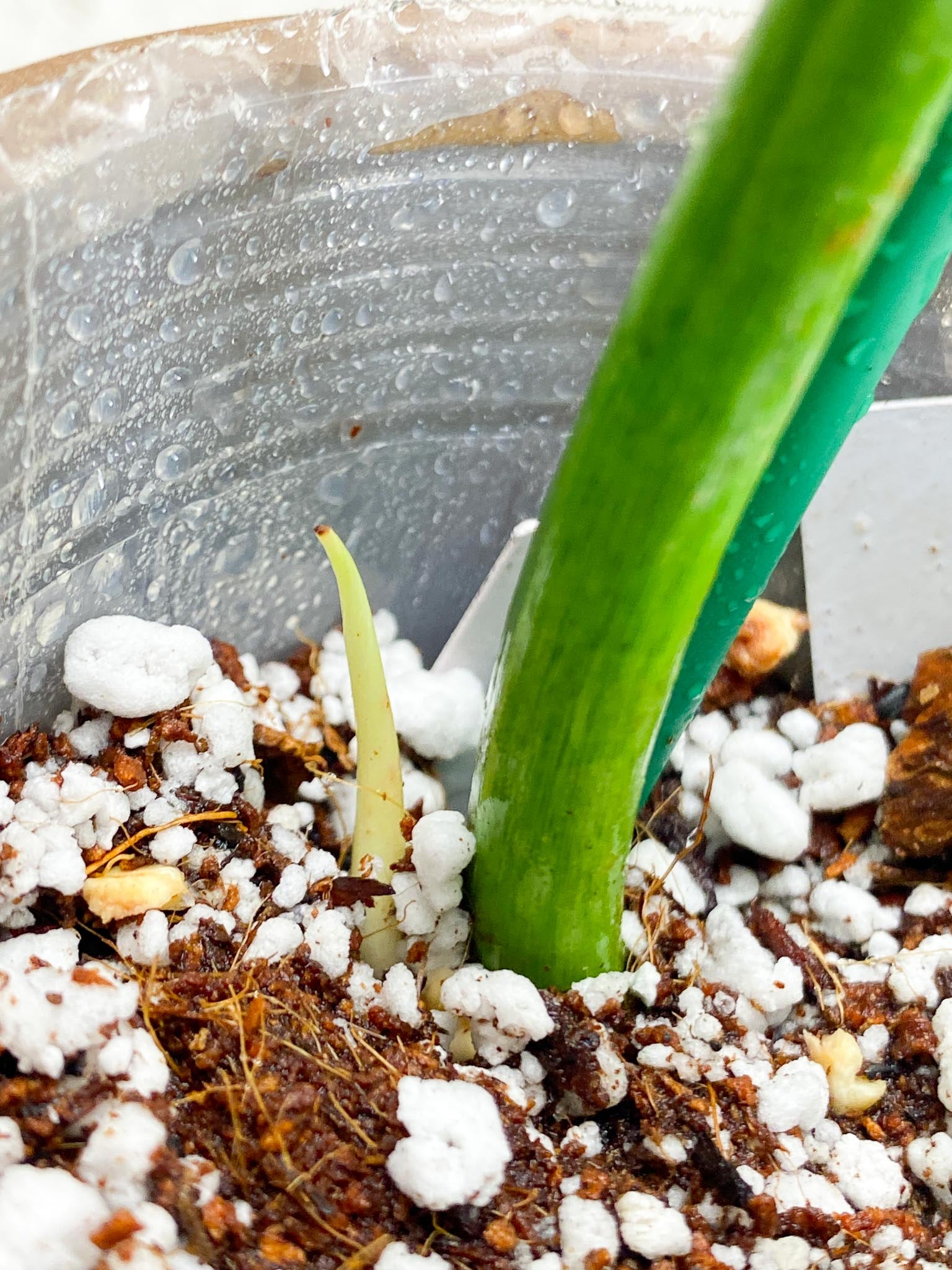 Philodendron/Thaumatophyllum Radiatum Variegated 1 Leaf 1 Node  Rooting