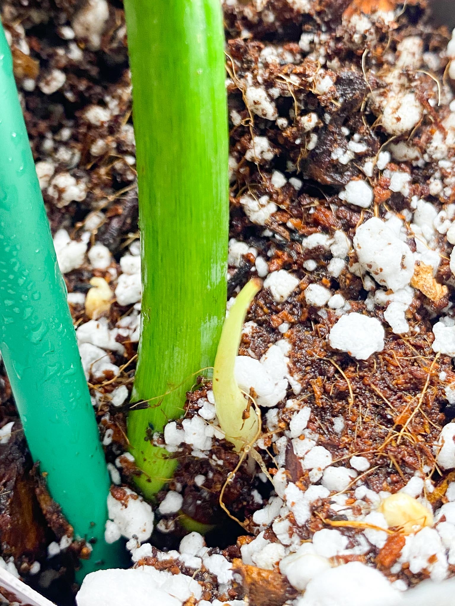 Philodendron/Thaumatophyllum Radiatum Variegated 1 Leaf 1 Node  Rooting