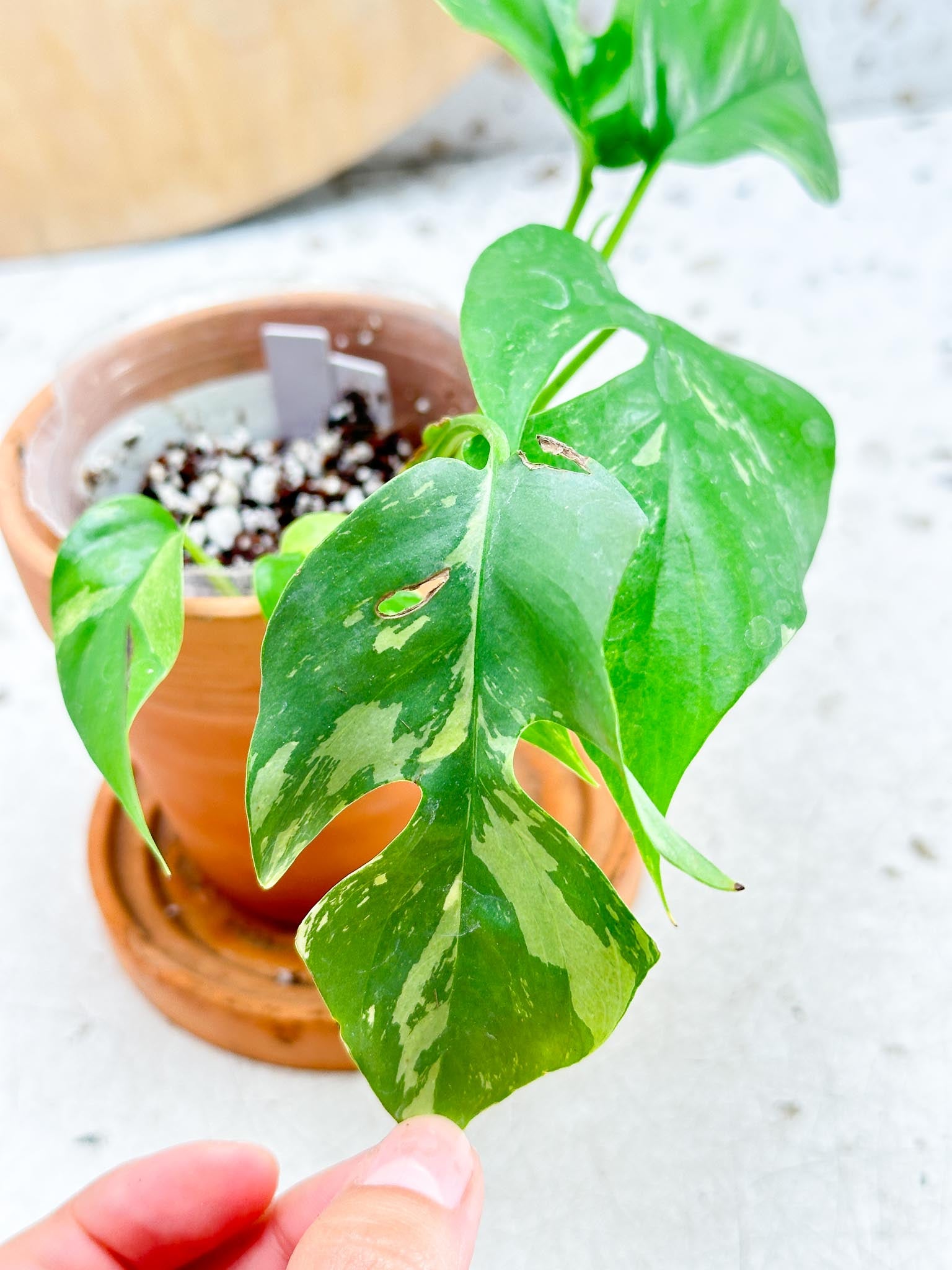 Rhaphidophora tetrasperma variegated multiple leaves and nodes and buds with 2 growth points rooted