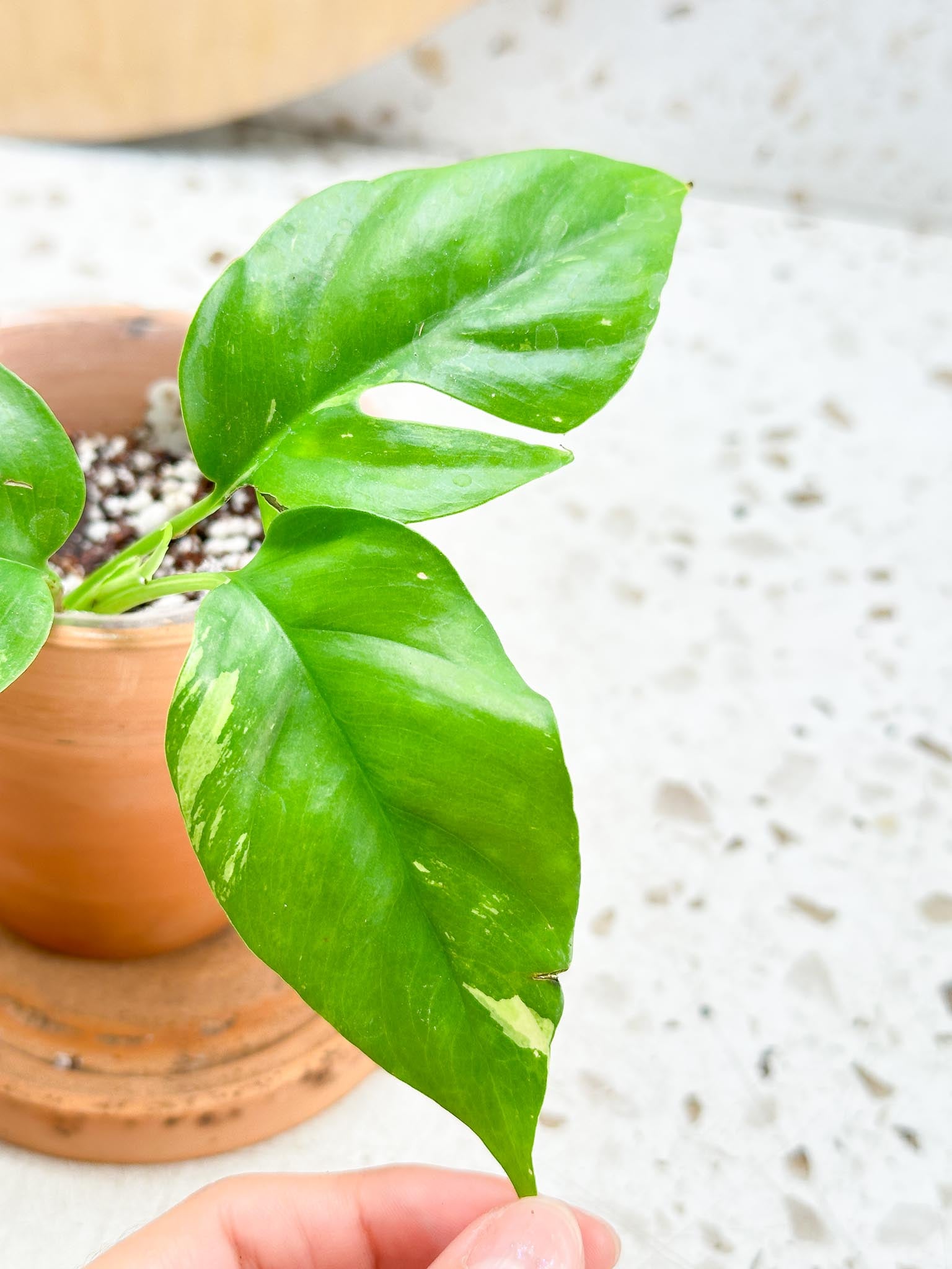 Rhaphidophora tetrasperma variegated multiple leaves and nodes and buds with 2 growth points rooted