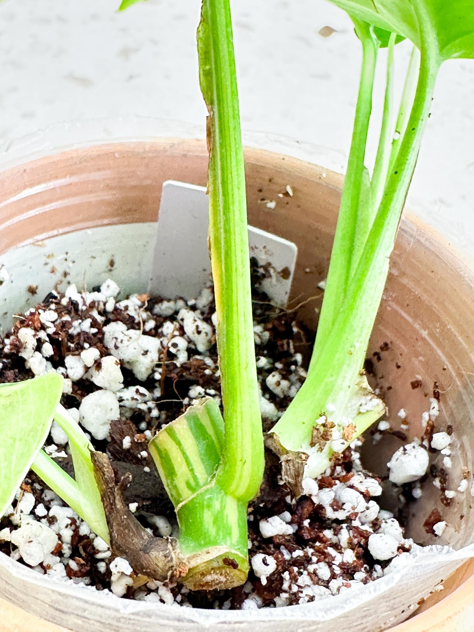 Rhaphidophora tetrasperma variegated multiple leaves and nodes and buds with 2 growth points rooted