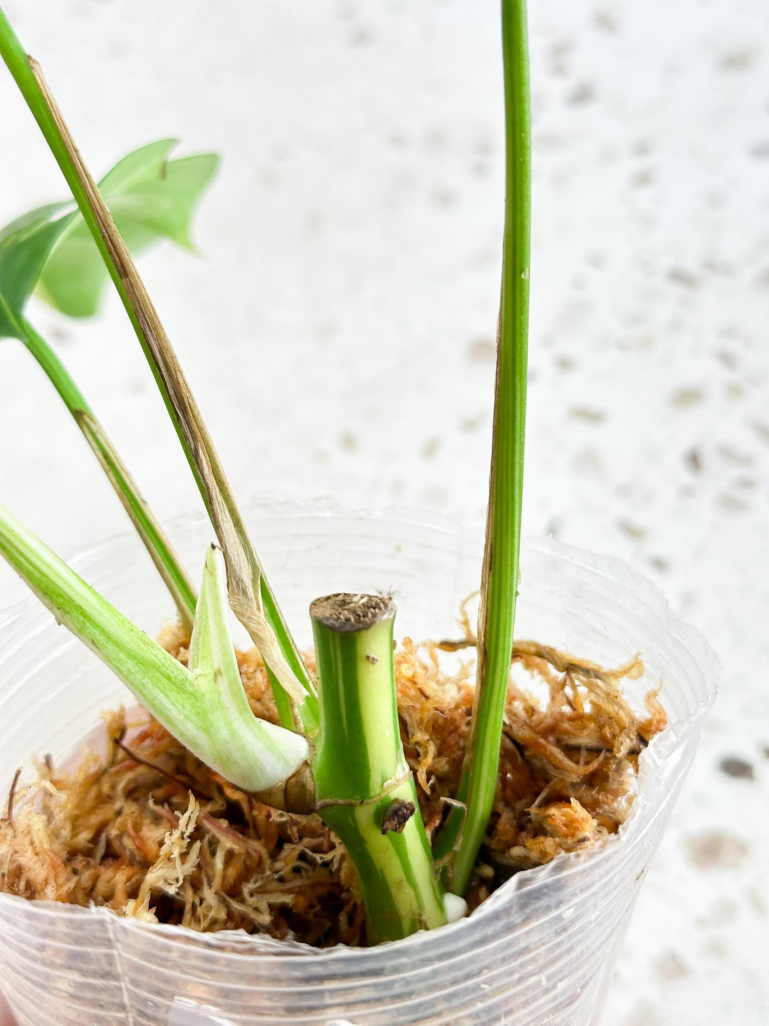 Rhaphidophora tetrasperma variegated multiple leaves and nodes and buds with 2 growth points rooted