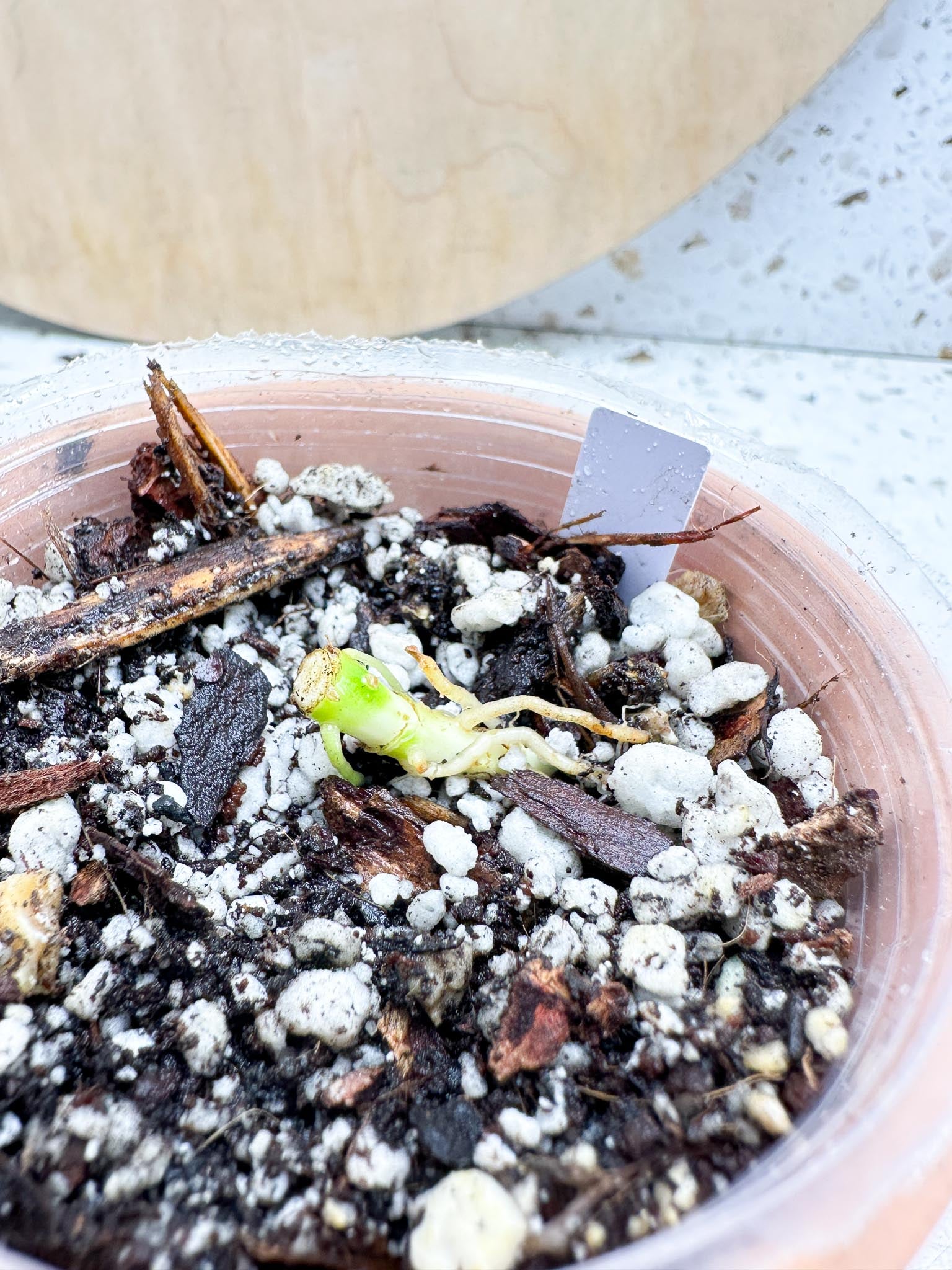 Schismatoglottis wallichii variegated 2 Nodes  2 Buds Rooting