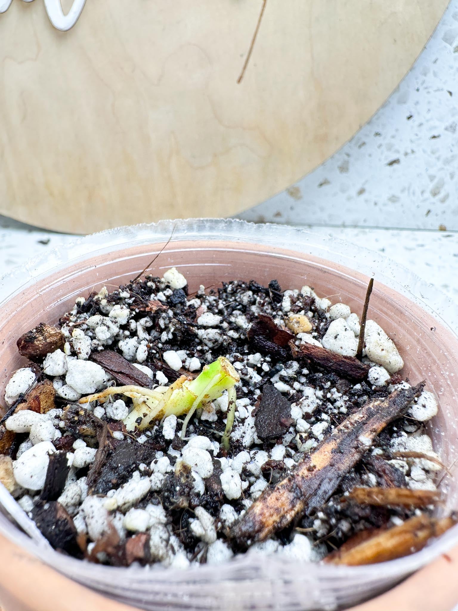 Schismatoglottis wallichii variegated 2 Nodes  2 Buds Rooting