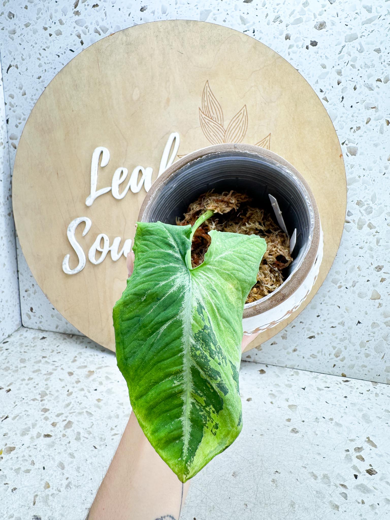 Syngonium Scrambled Eggs Variegated 1 Leaf 1 Node  Rooting