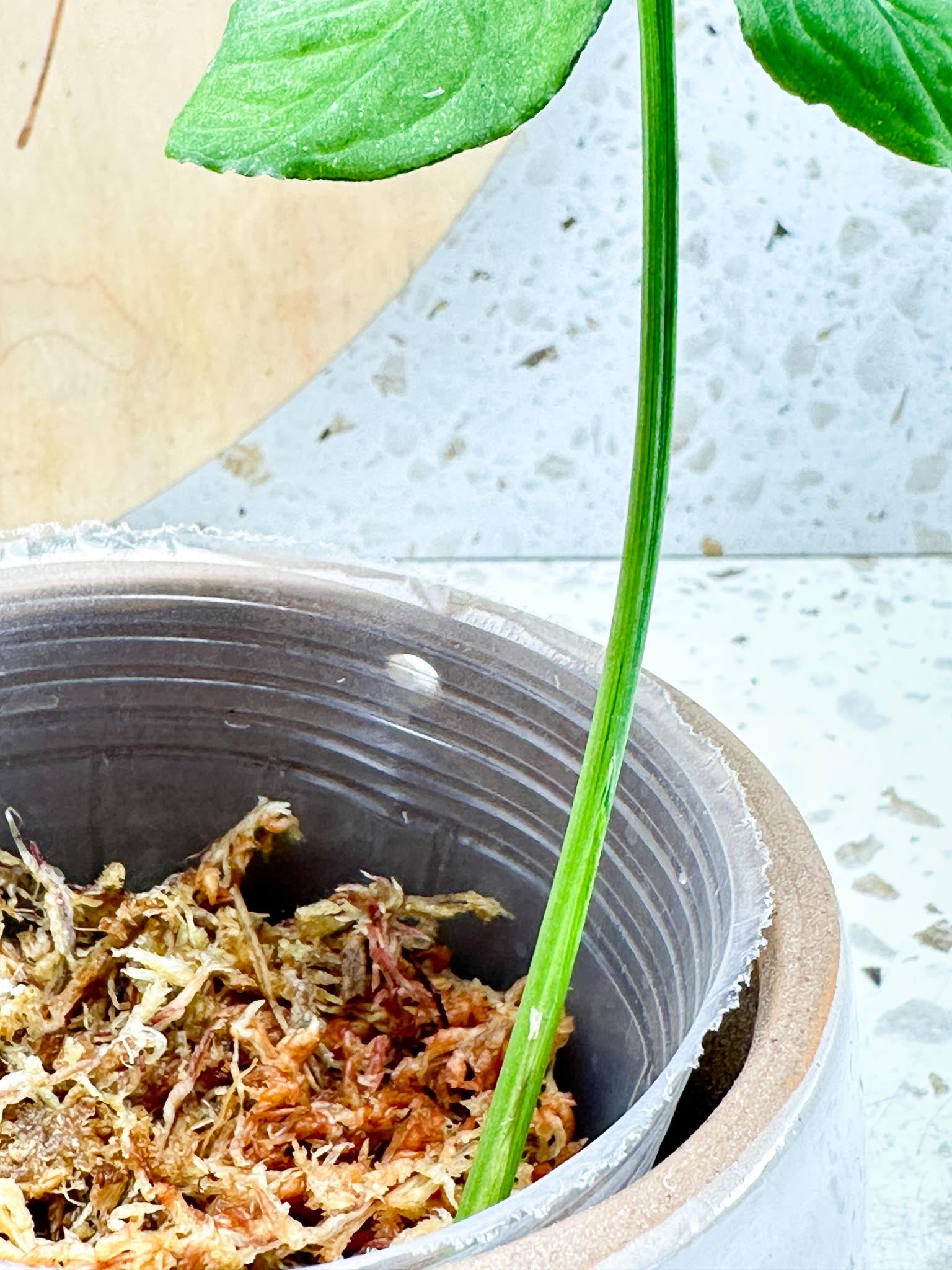 Syngonium Scrambled Eggs Variegated 1 Leaf 1 Node  Rooting