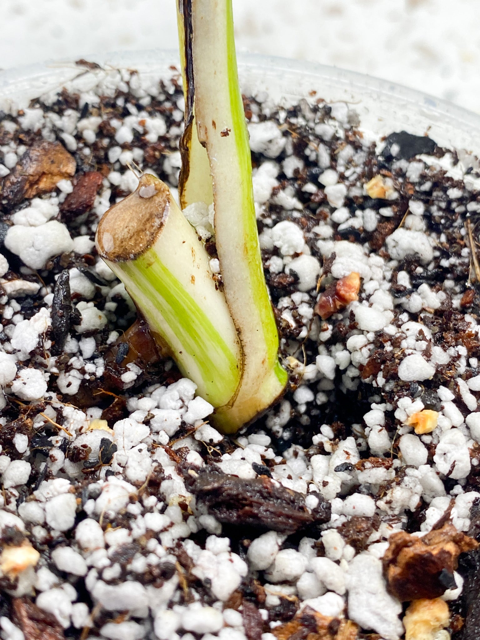 Monstera Albo White Tiger 1 leaf 1 growth point