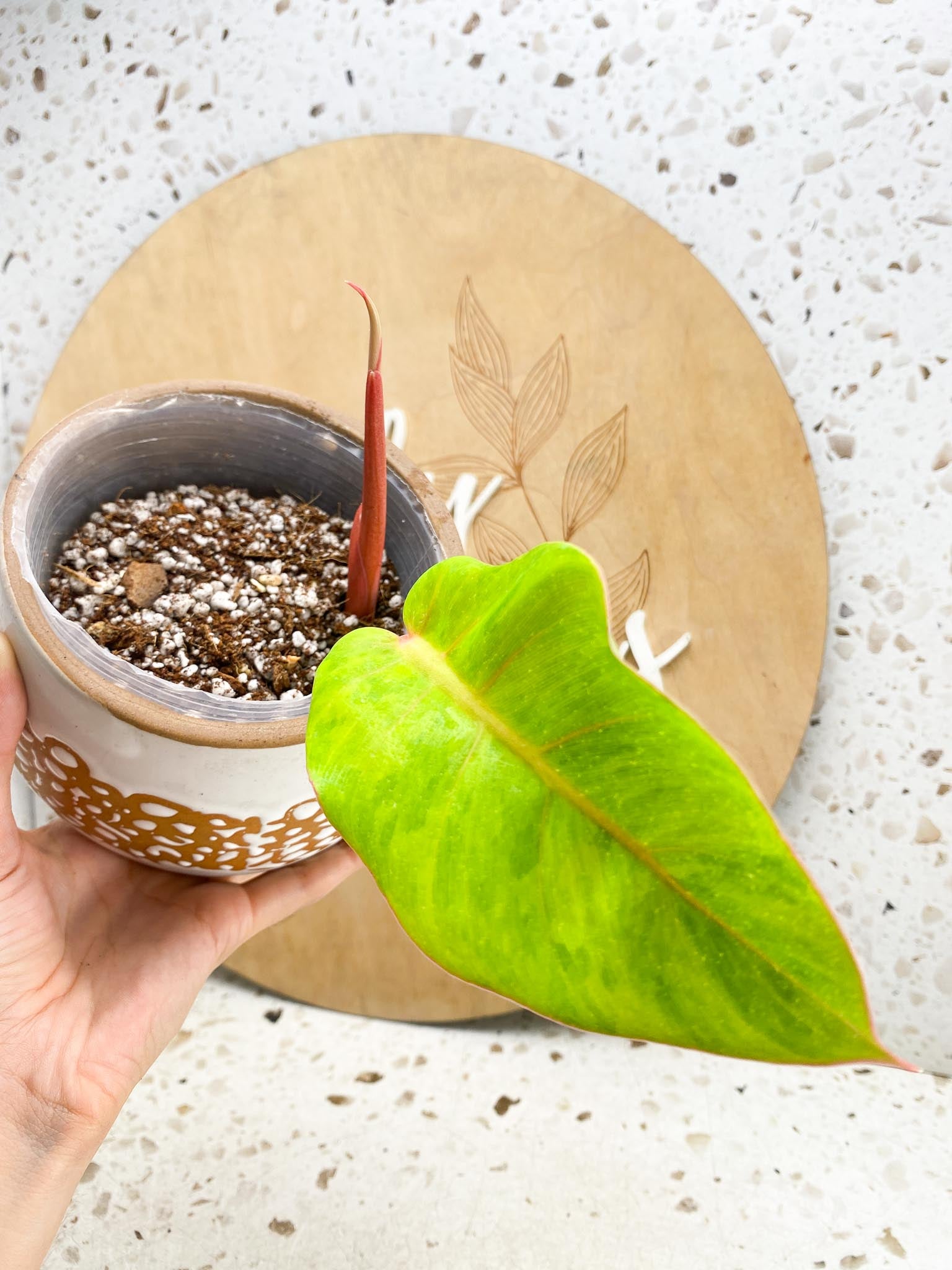 *Philodendron Jungle Fever Variegated 1 Leaf 1 Node  1 Sprout